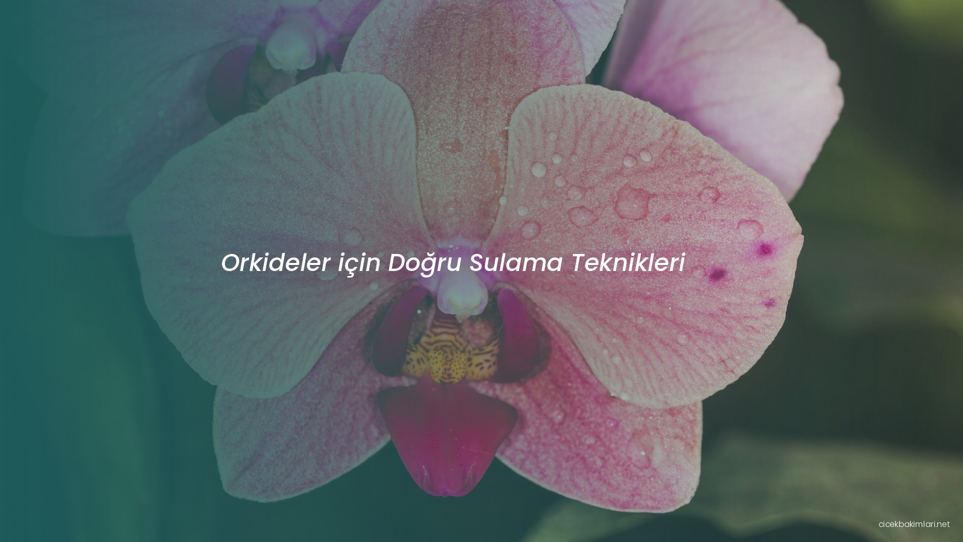 Orkideler için Doğru Sulama Teknikleri