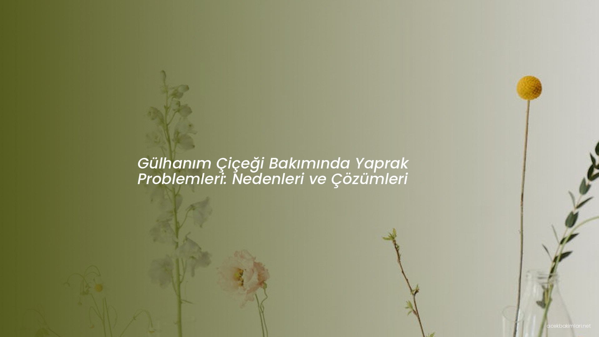 Gülhanım Çiçeği Bakımında Yaprak Problemleri: Nedenleri ve Çözümleri