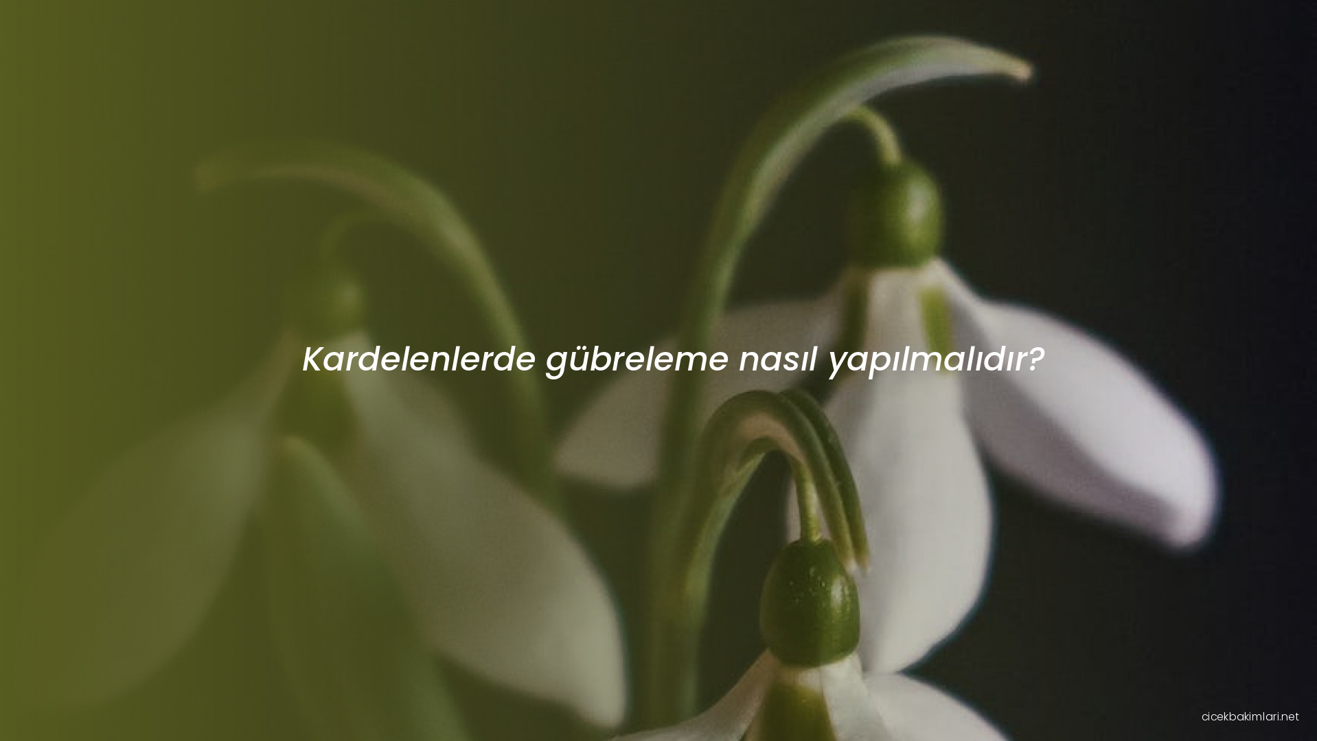 Kardelenlerde gübreleme nasıl yapılmalıdır?