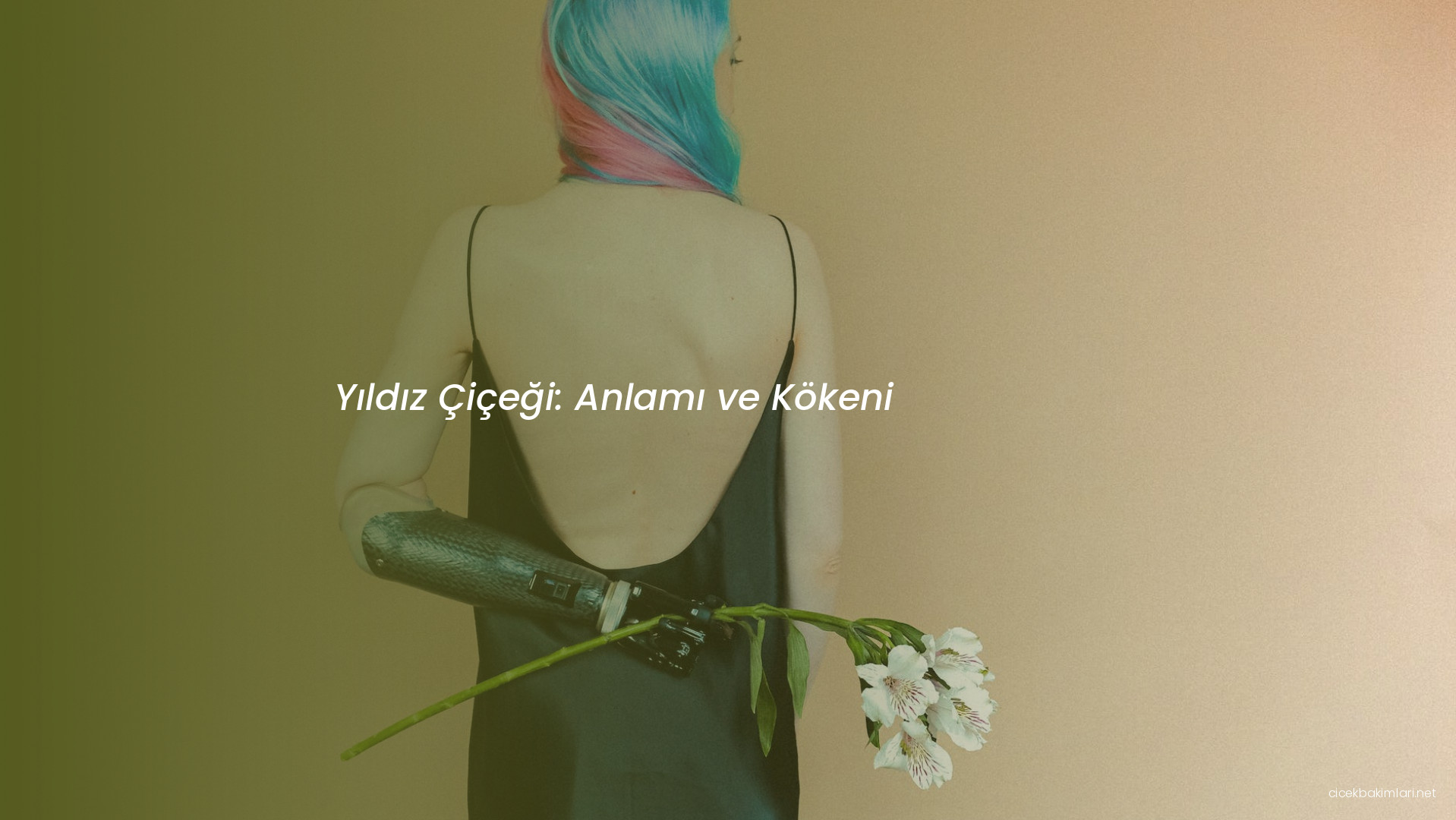 Yıldız Çiçeği: Anlamı ve Kökeni