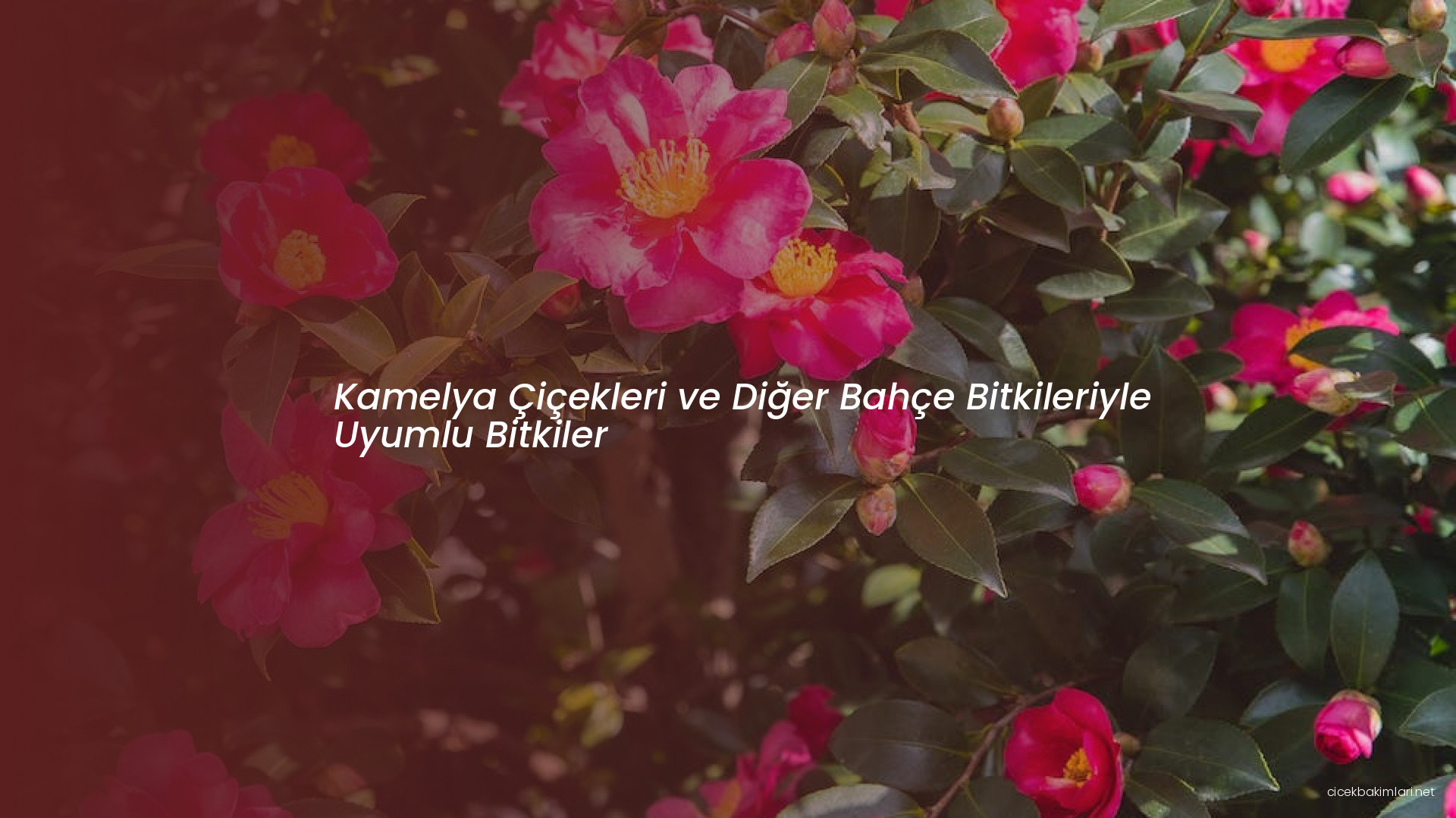 Kamelya Çiçekleri ve Diğer Bahçe Bitkileriyle Uyumlu Bitkiler