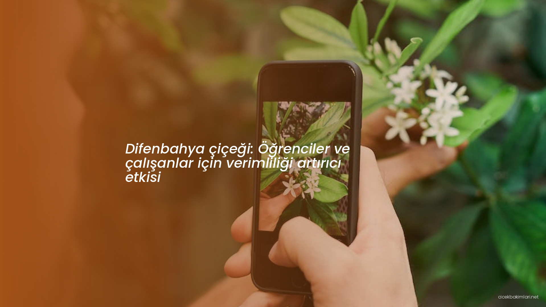 Difenbahya çiçeği: Öğrenciler ve çalışanlar için verimliliği artırıcı etkisi