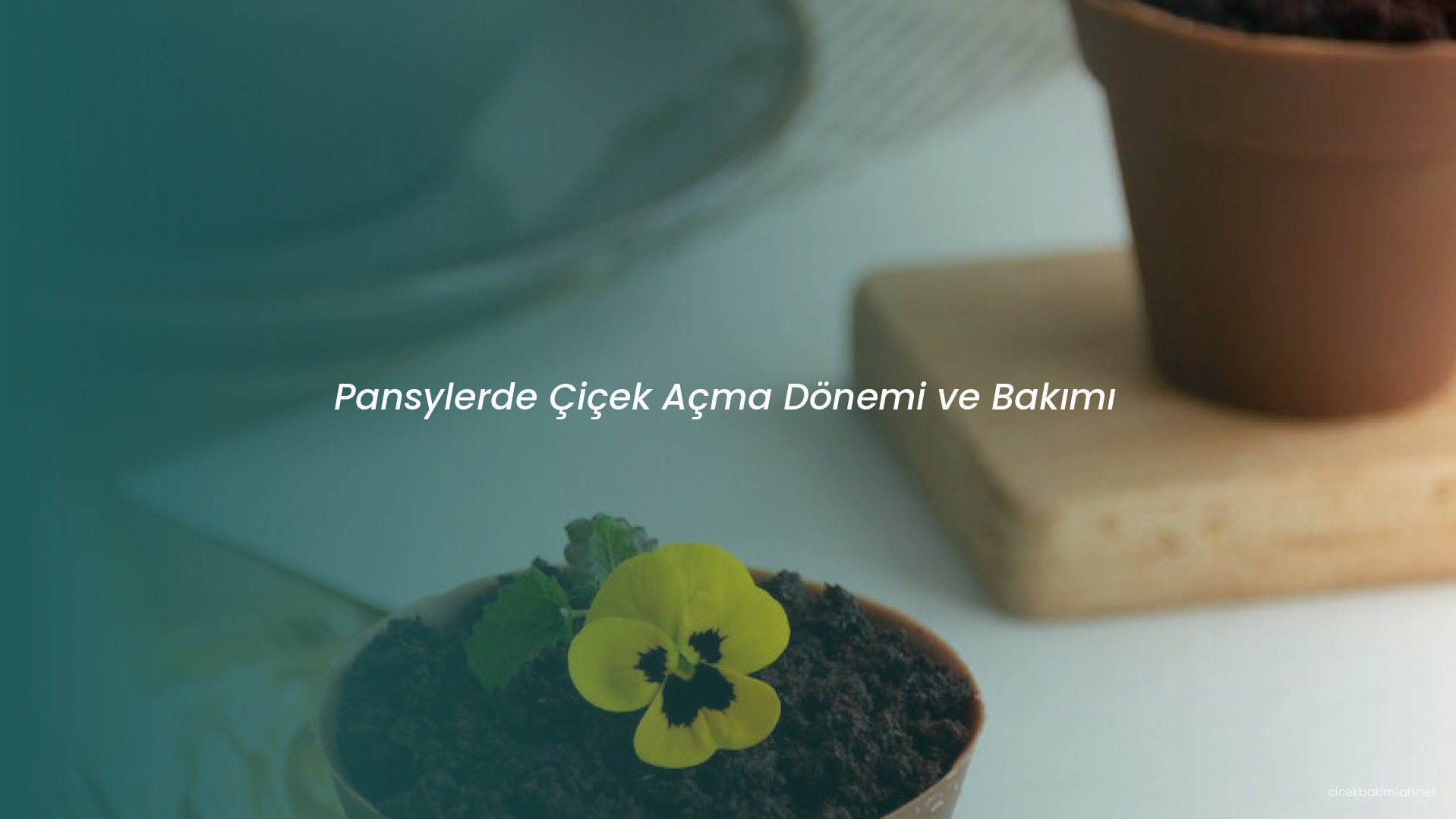 Pansylerde Çiçek Açma Dönemi ve Bakımı