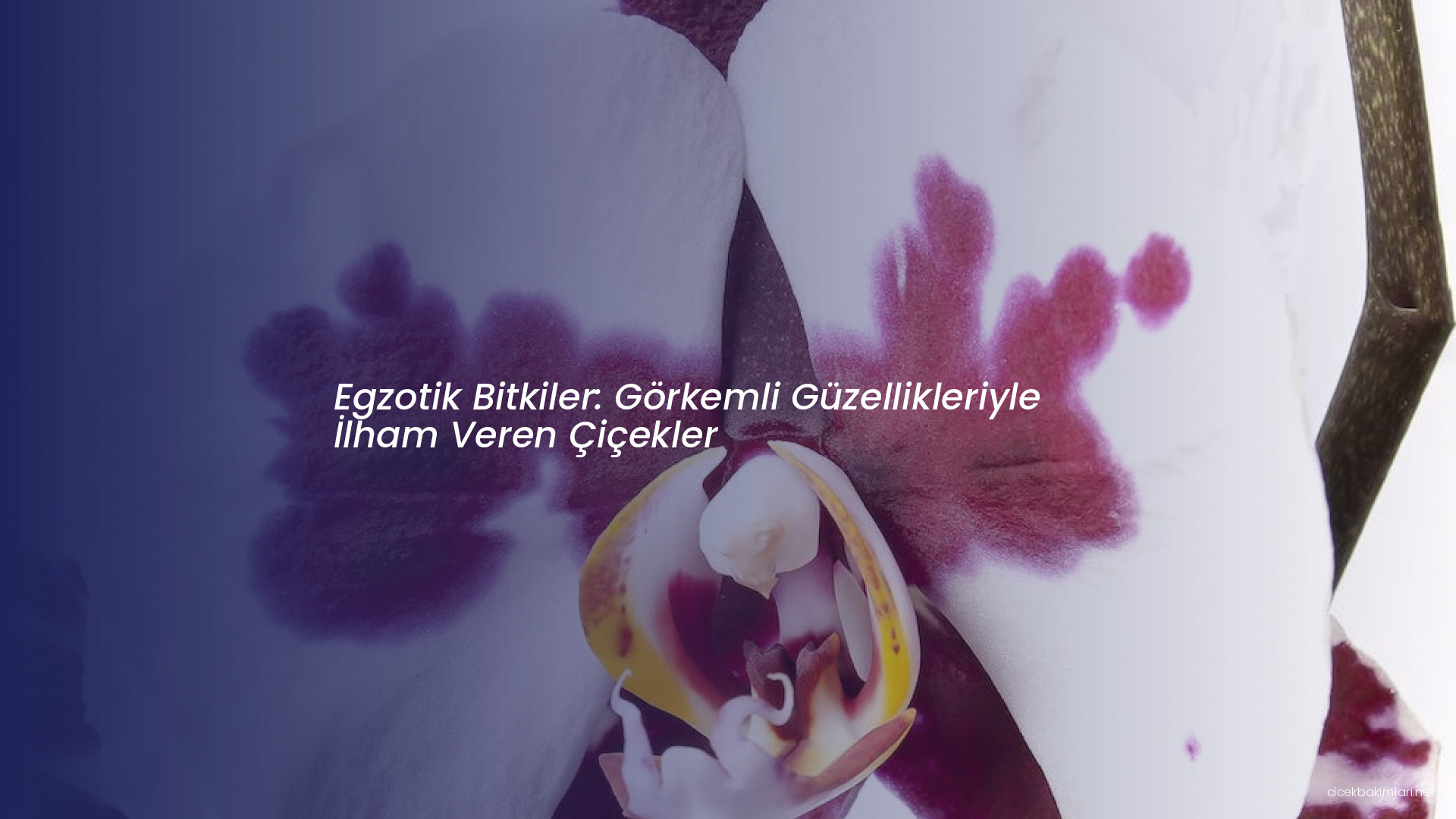 Egzotik Bitkiler: Görkemli Güzellikleriyle İlham Veren Çiçekler