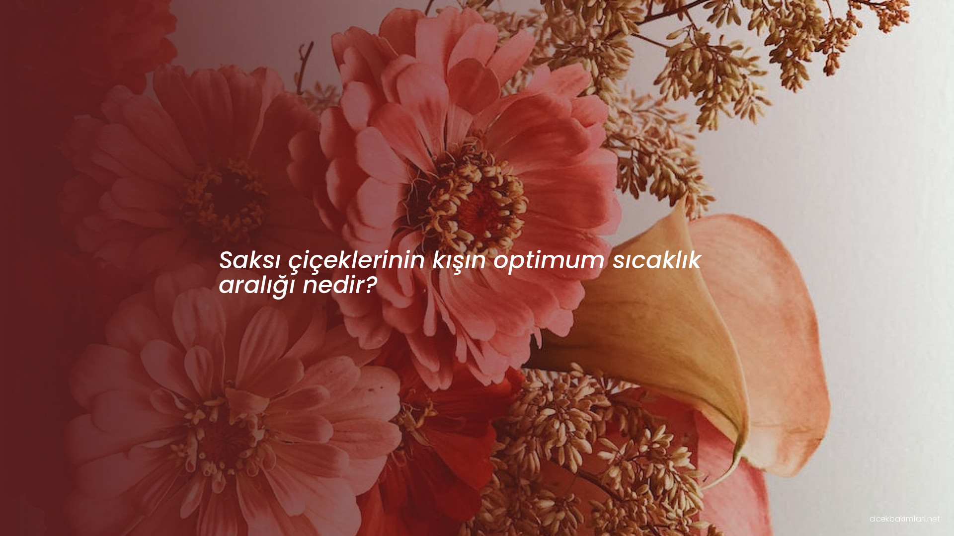 Saksı çiçeklerinin kışın optimum sıcaklık aralığı nedir?