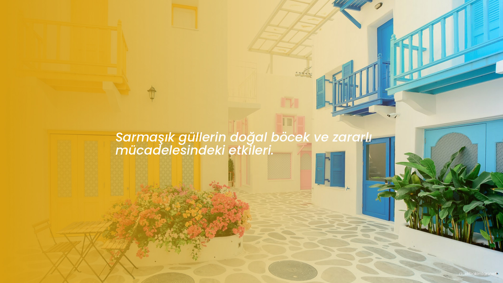 Sarmaşık güllerin doğal böcek ve zararlı mücadelesindeki etkileri.