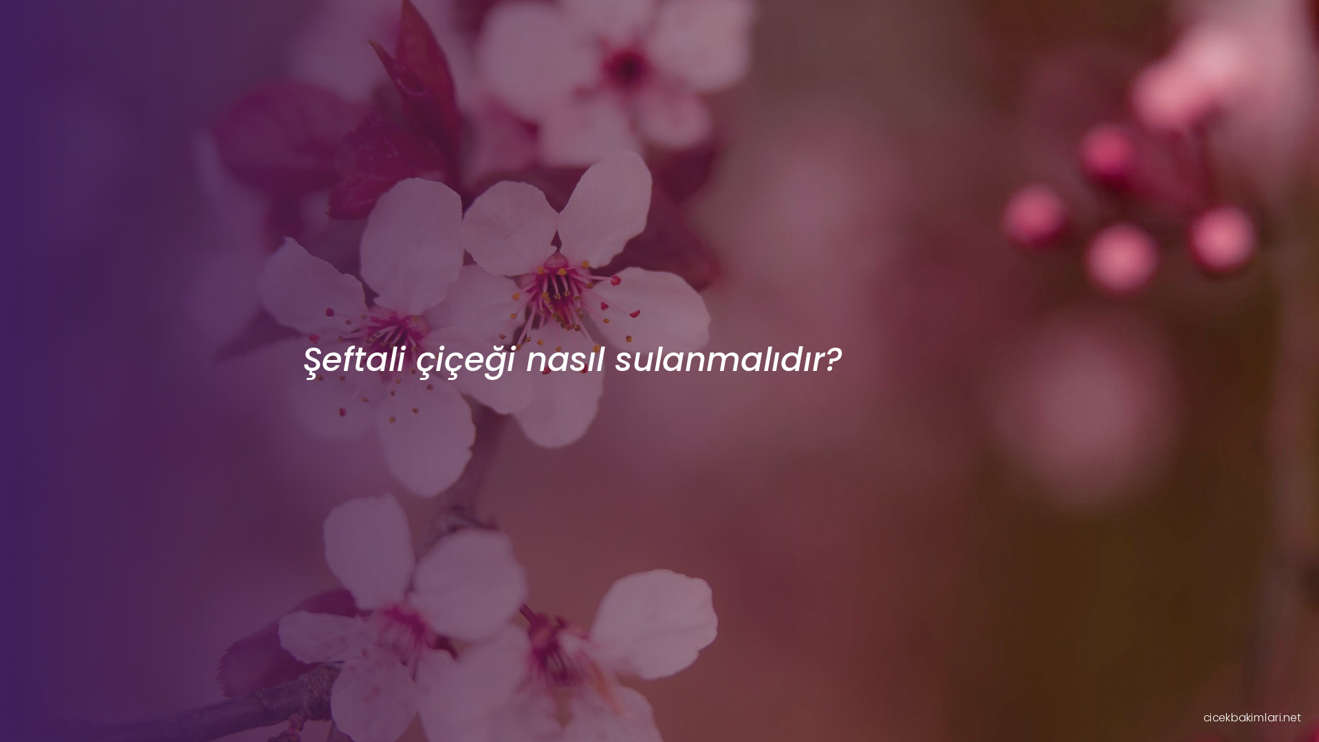 Şeftali çiçeği nasıl sulanmalıdır?