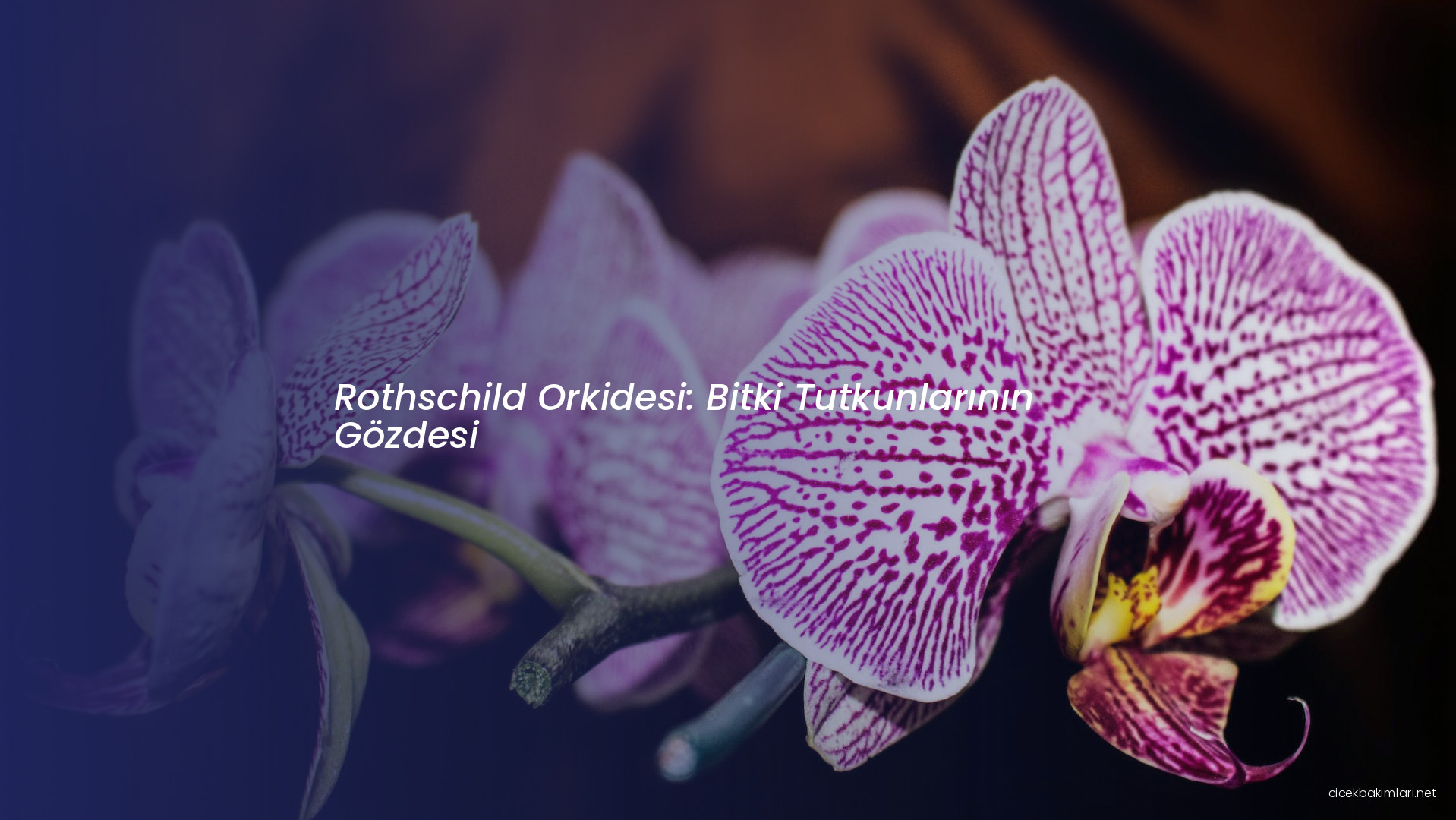 Rothschild Orkidesi: Bitki Tutkunlarının Gözdesi