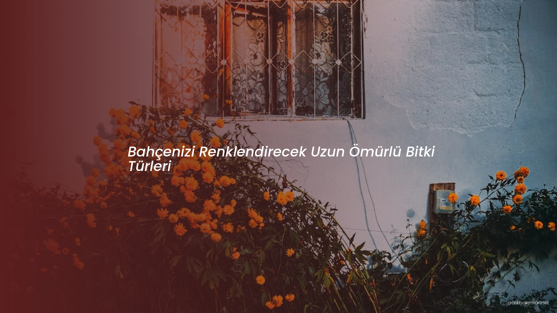 Bahçenizi Renklendirecek Uzun Ömürlü Bitki Türleri