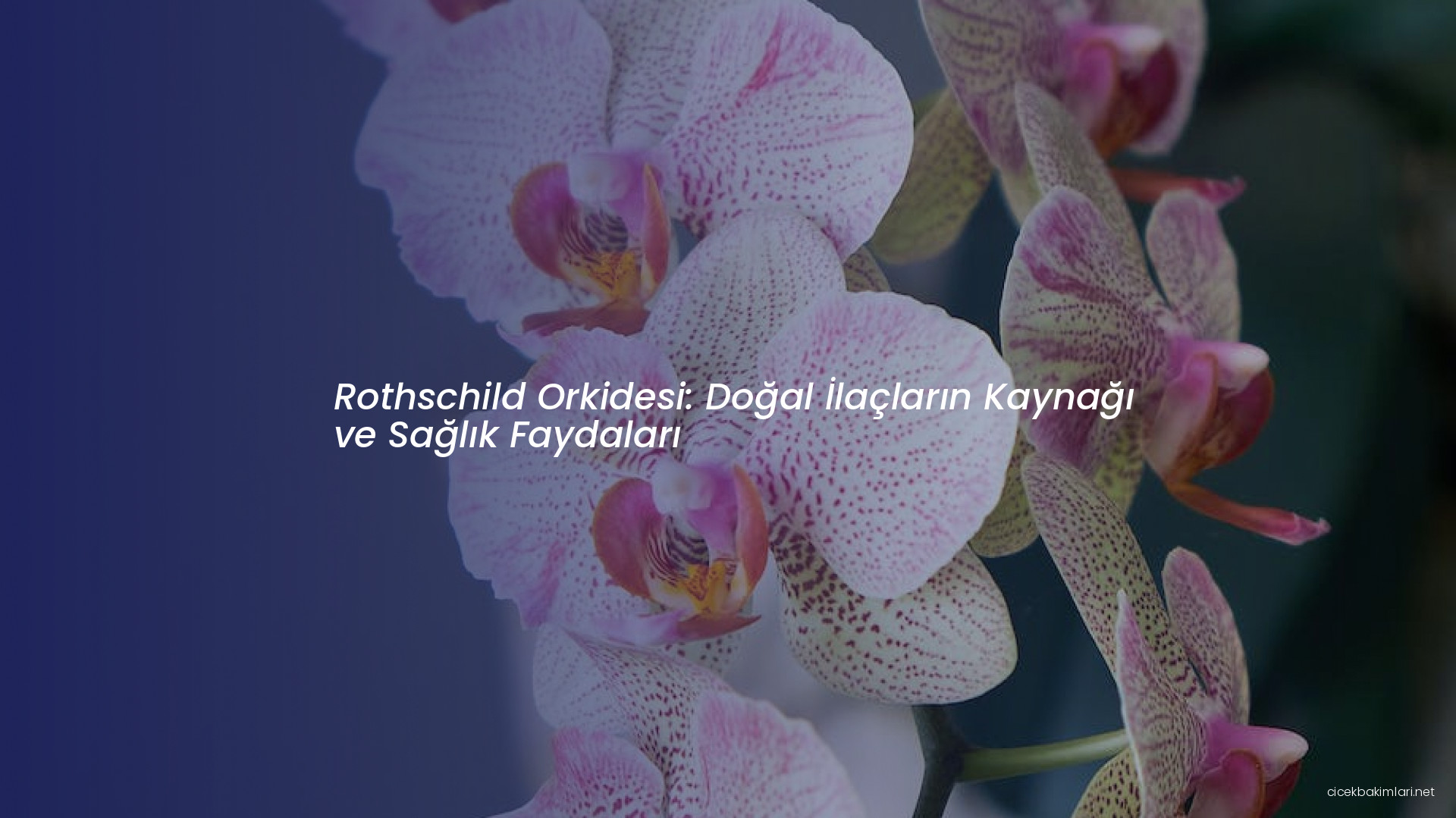 Rothschild Orkidesi: Doğal İlaçların Kaynağı ve Sağlık Faydaları