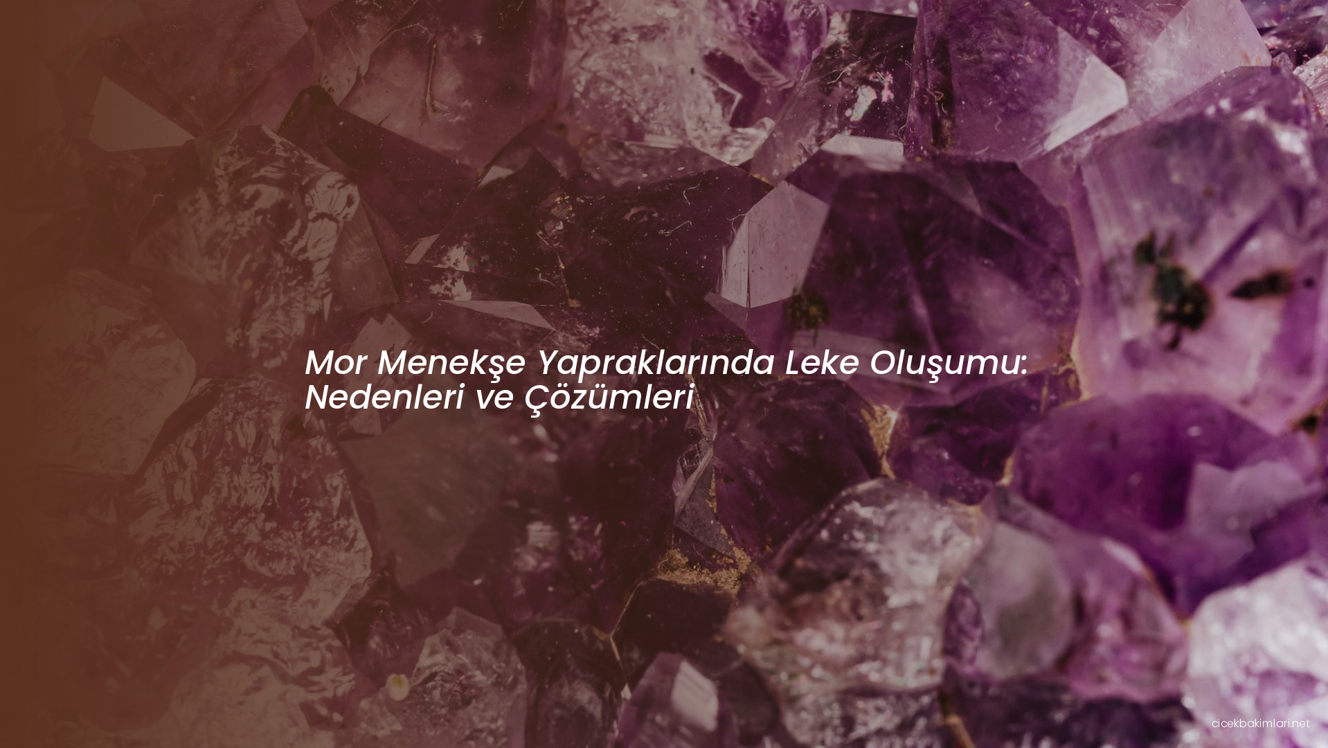 Mor Menekşe Yapraklarında Leke Oluşumu: Nedenleri ve Çözümleri