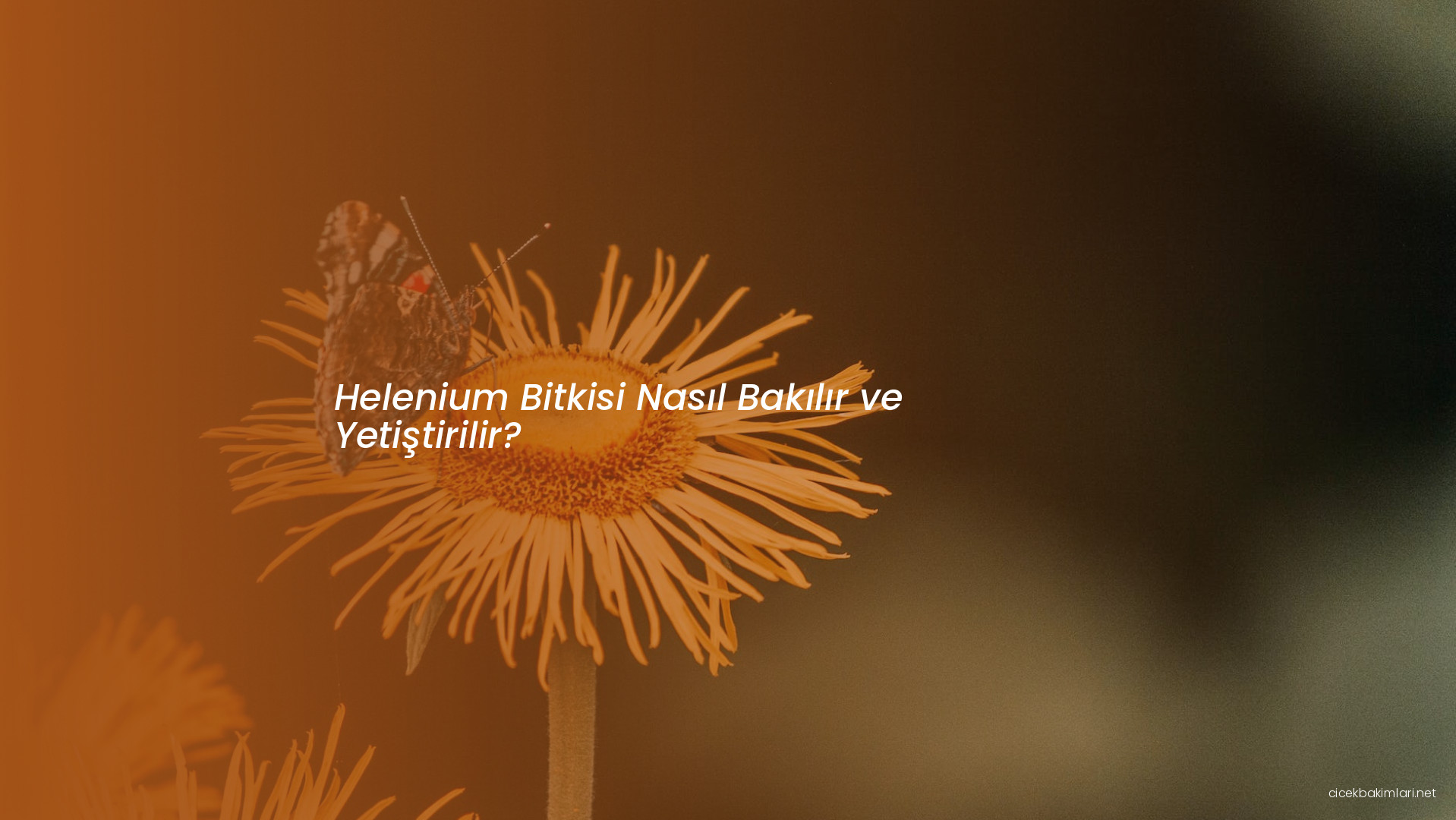 Helenium Bitkisi Nasıl Bakılır ve Yetiştirilir?