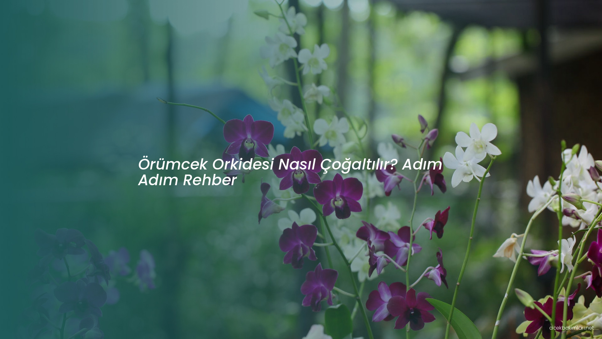 Örümcek Orkidesi Nasıl Çoğaltılır? Adım Adım Rehber