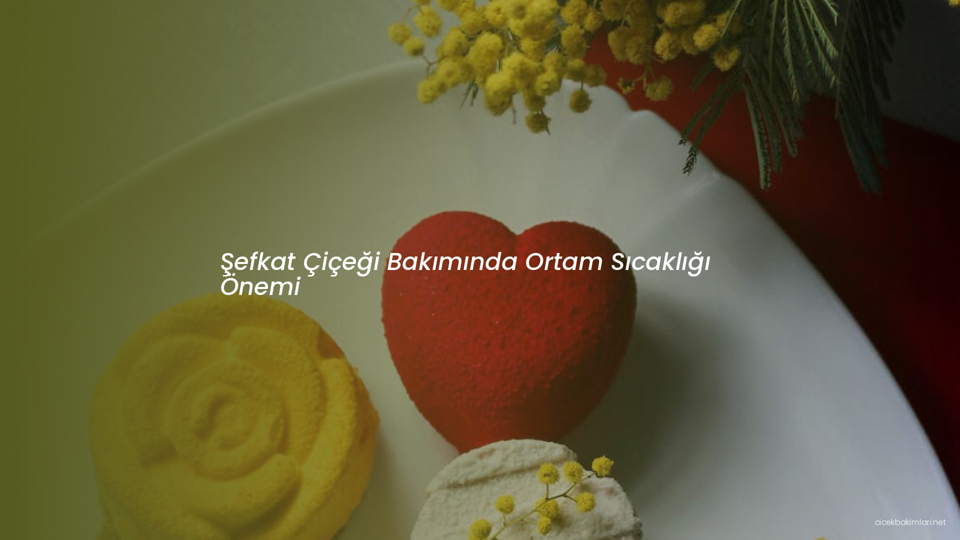 Şefkat Çiçeği Bakımında Ortam Sıcaklığı Önemi