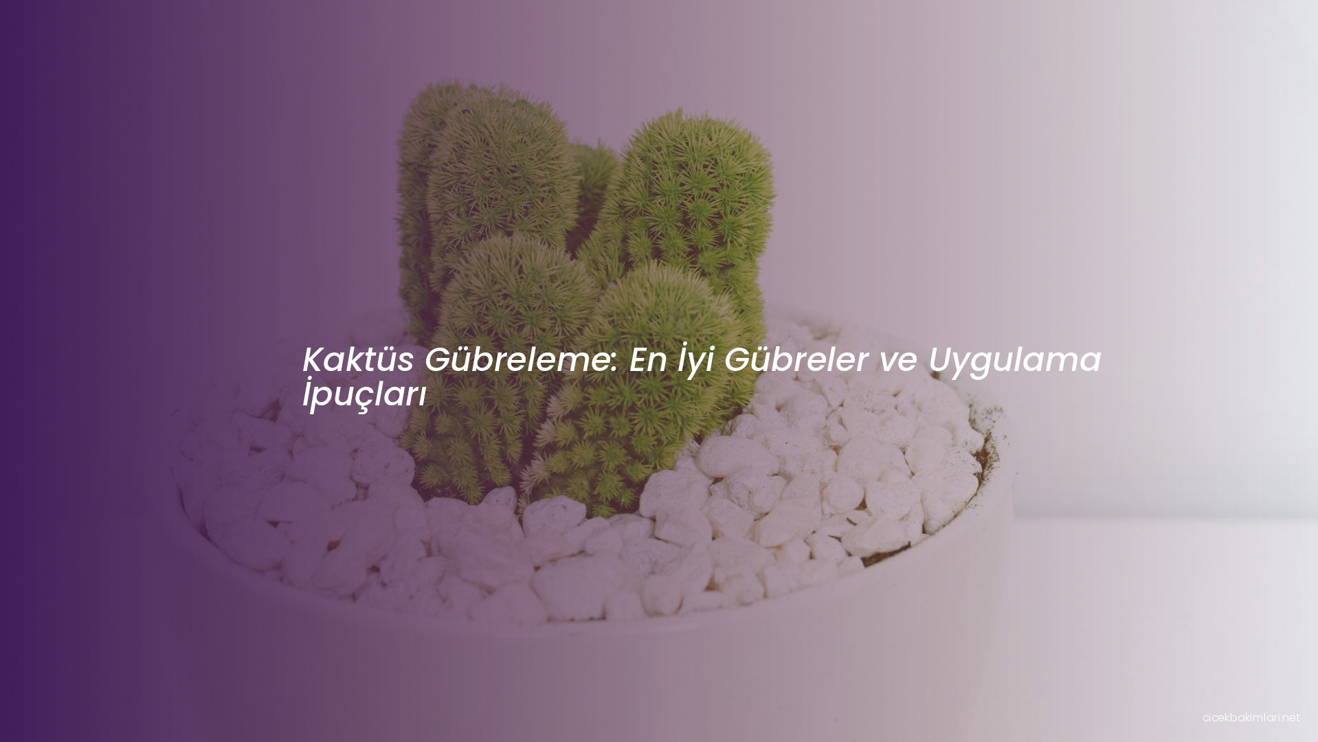 Kaktüs Gübreleme: En İyi Gübreler ve Uygulama İpuçları