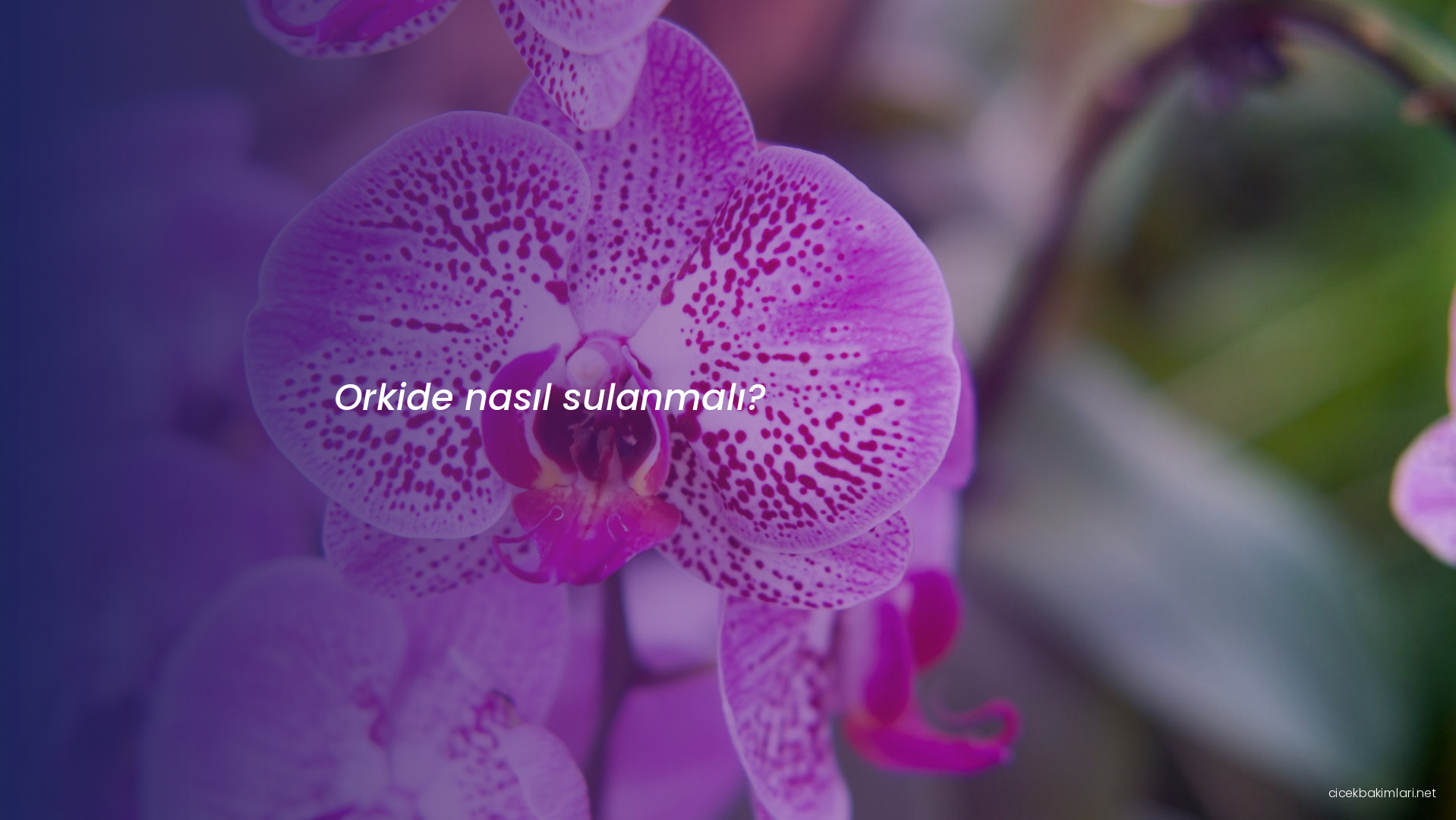 Orkide nasıl sulanmalı?