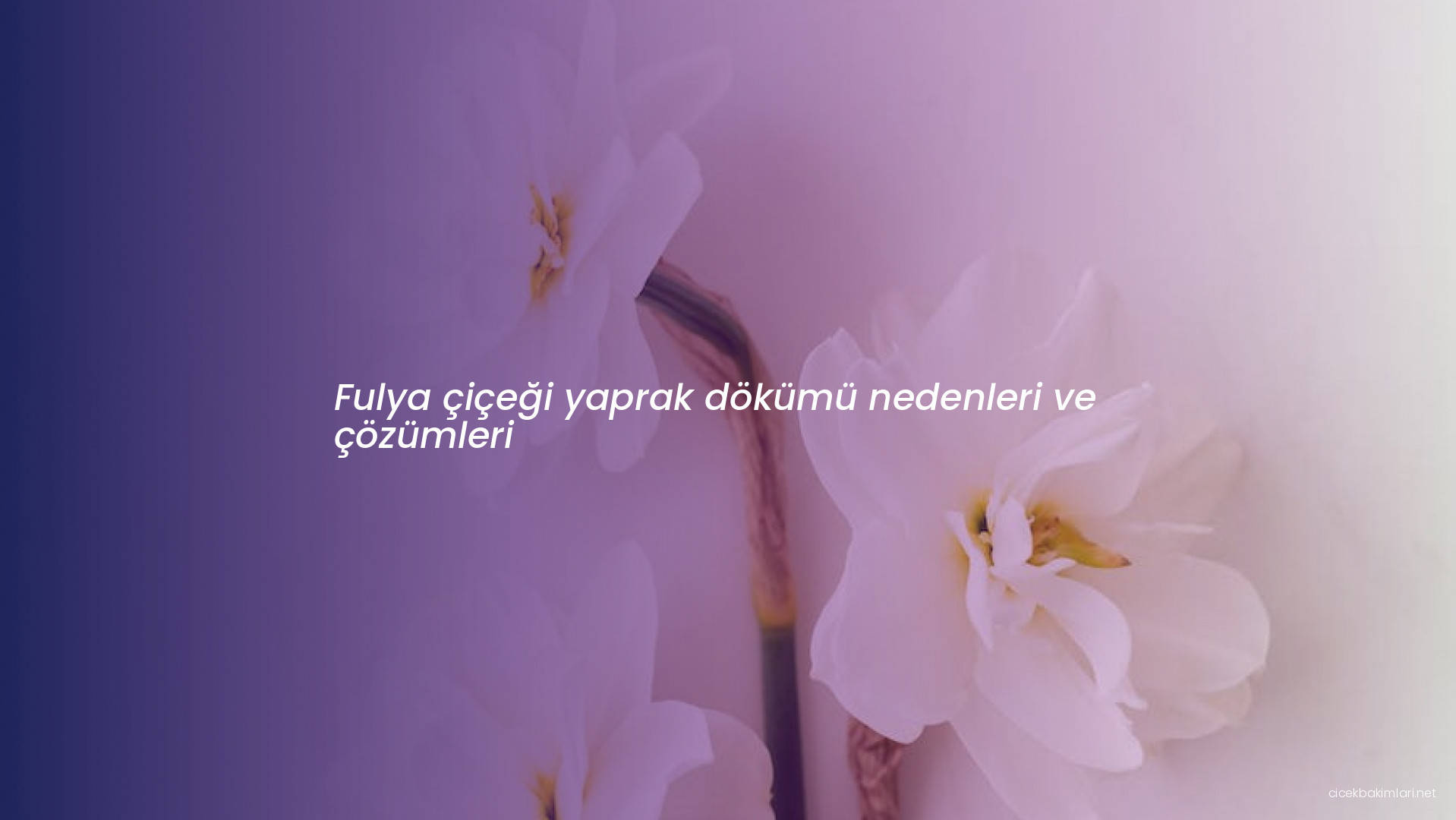 Fulya çiçeği yaprak dökümü nedenleri ve çözümleri