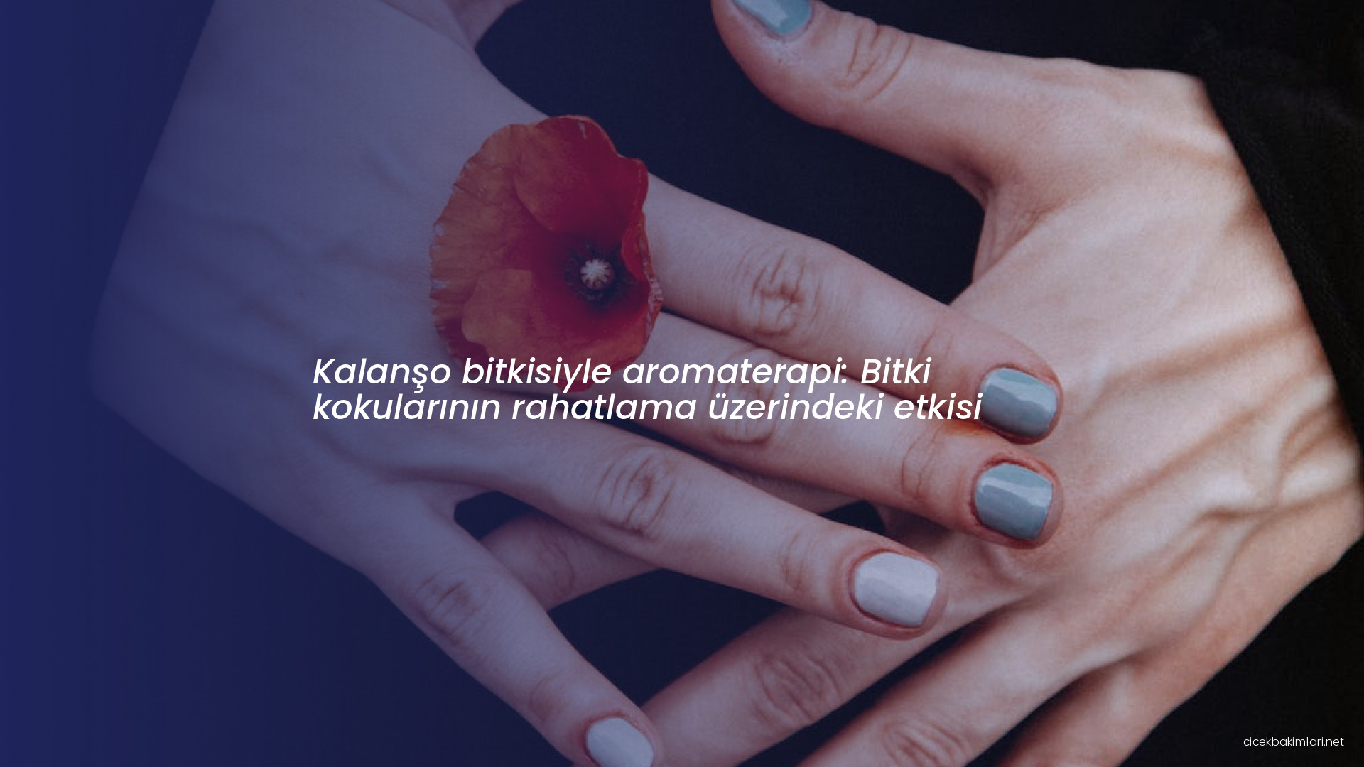 Kalanşo bitkisiyle aromaterapi: Bitki kokularının rahatlama üzerindeki etkisi