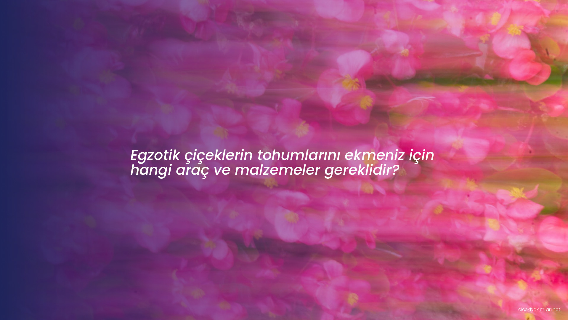 Egzotik çiçeklerin tohumlarını ekmeniz için hangi araç ve malzemeler gereklidir?