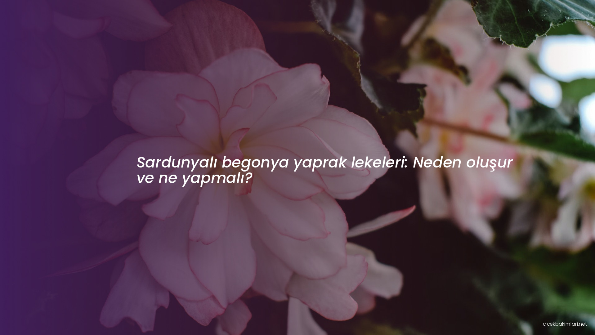 Sardunyalı begonya yaprak lekeleri: Neden oluşur ve ne yapmalı?