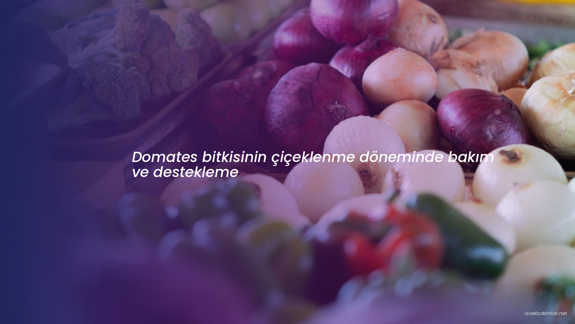 Domates bitkisinin çiçeklenme döneminde bakım ve destekleme