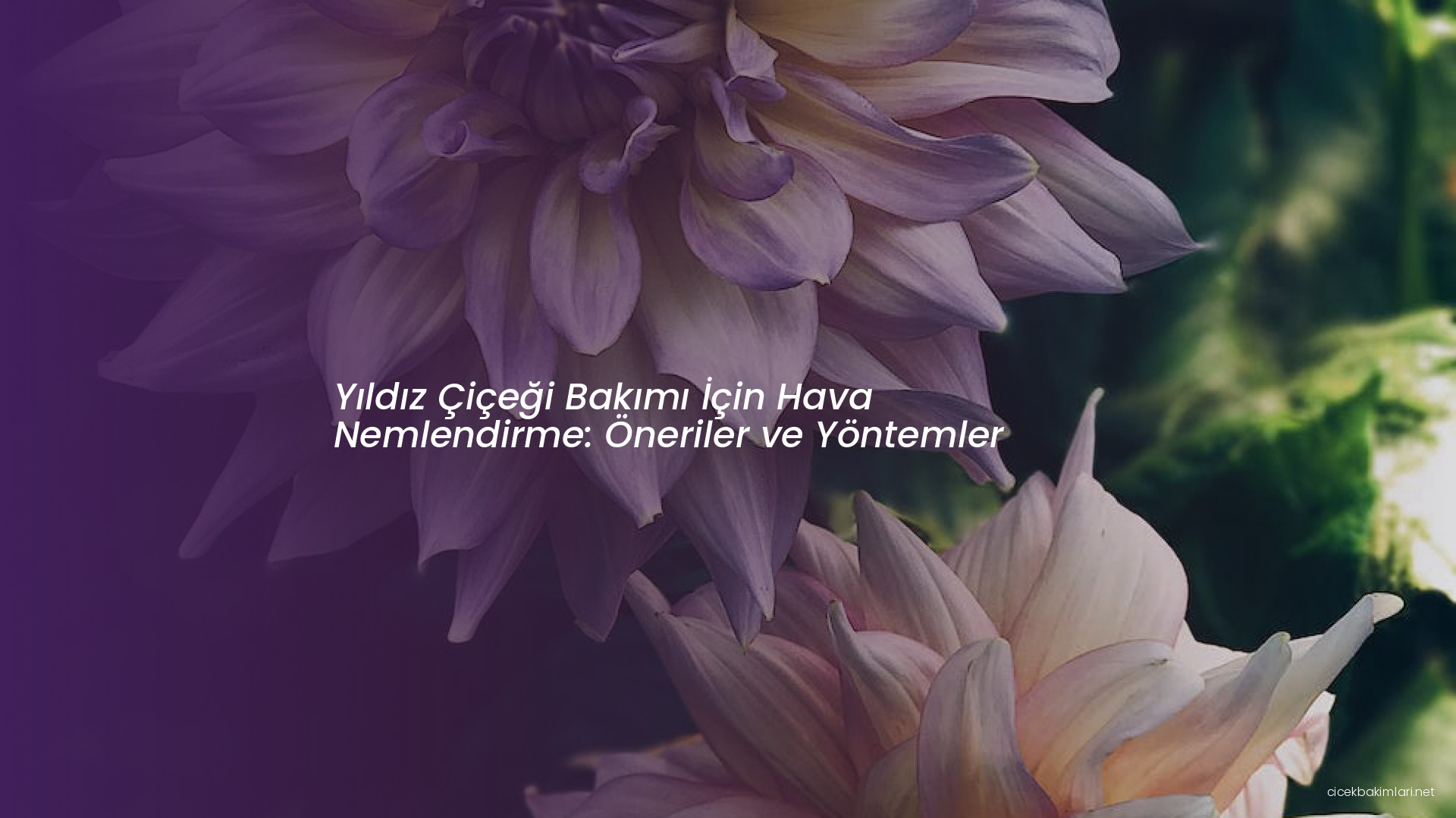 Yıldız Çiçeği Bakımı İçin Hava Nemlendirme: Öneriler ve Yöntemler