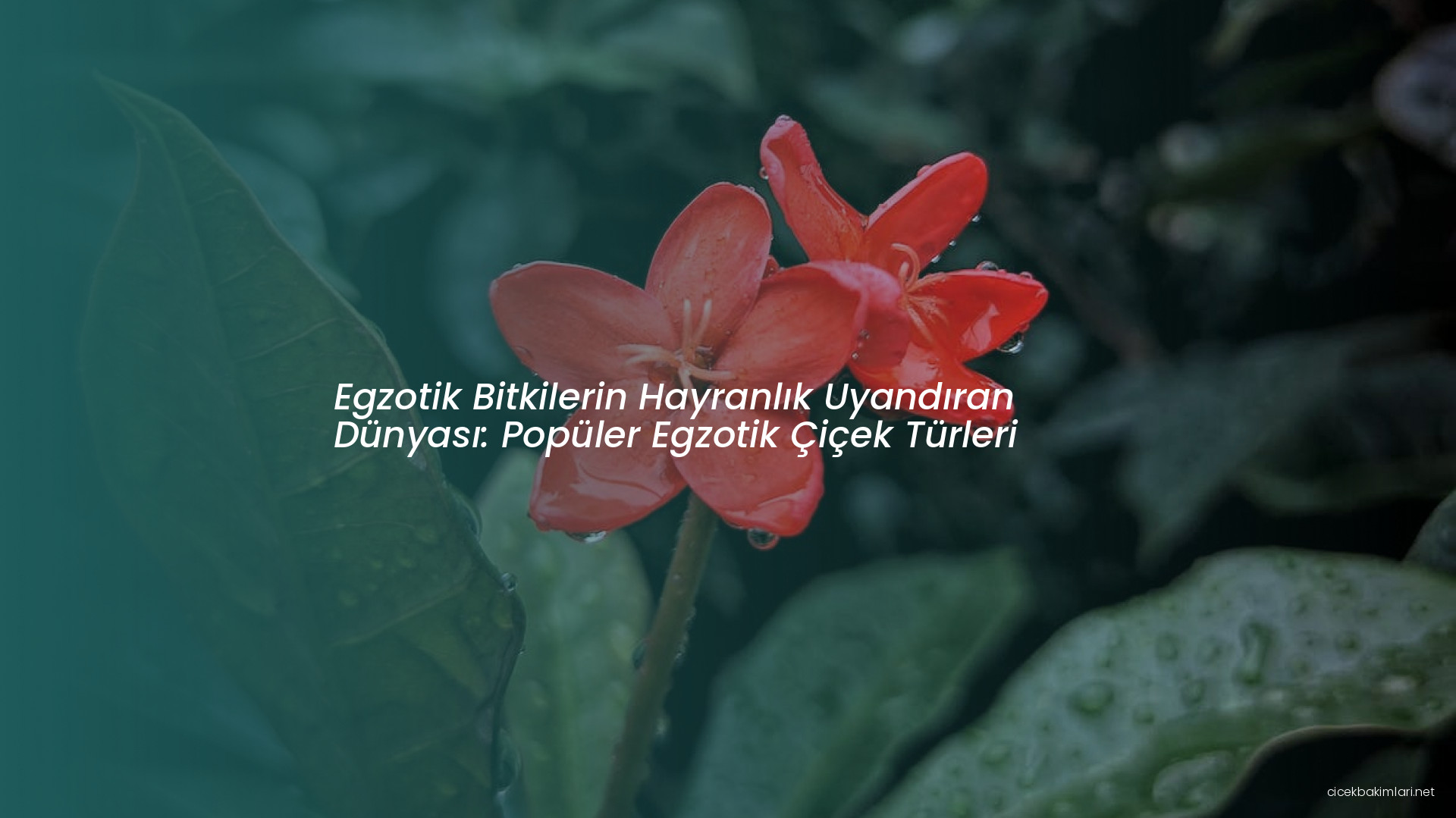 Egzotik Bitkilerin Hayranlık Uyandıran Dünyası: Popüler Egzotik Çiçek Türleri