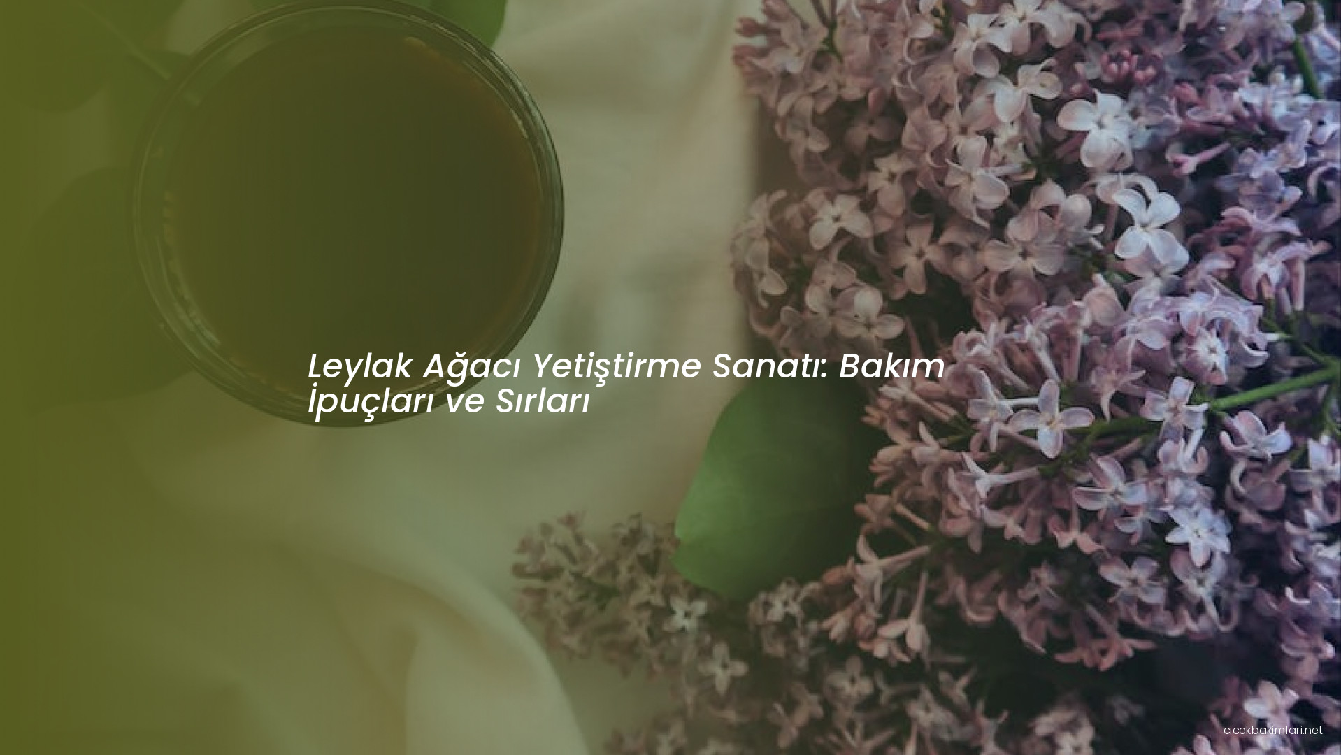 Leylak Ağacı Yetiştirme Sanatı: Bakım İpuçları ve Sırları