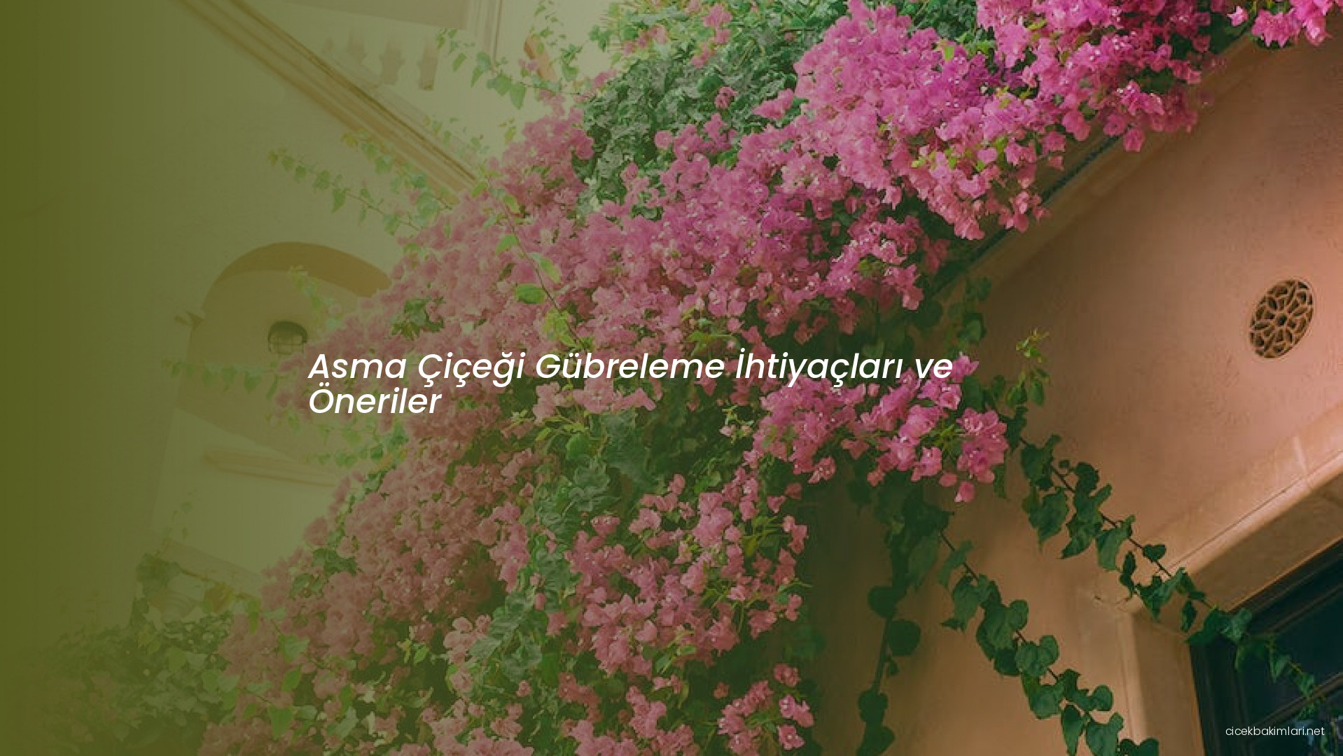 Asma Çiçeği Gübreleme İhtiyaçları ve Öneriler