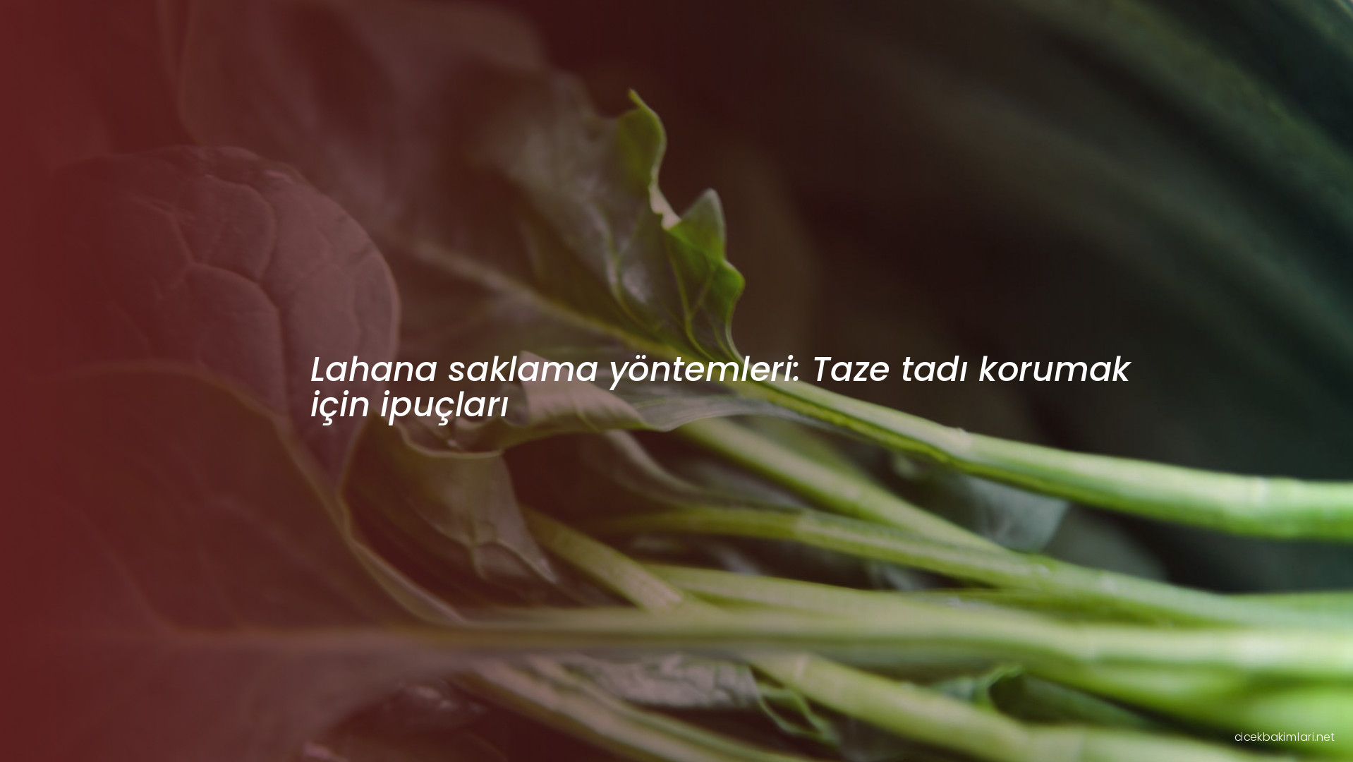 Lahana saklama yöntemleri: Taze tadı korumak için ipuçları