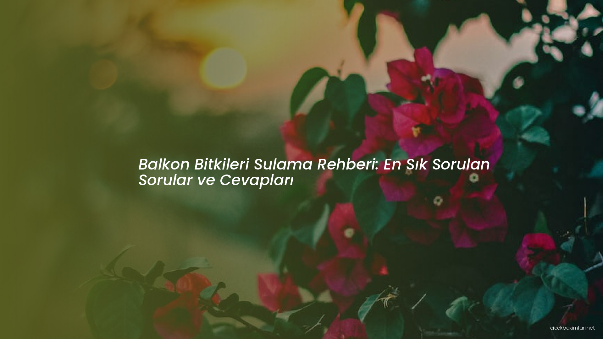 Balkon Bitkileri Sulama Rehberi: En Sık Sorulan Sorular ve Cevapları