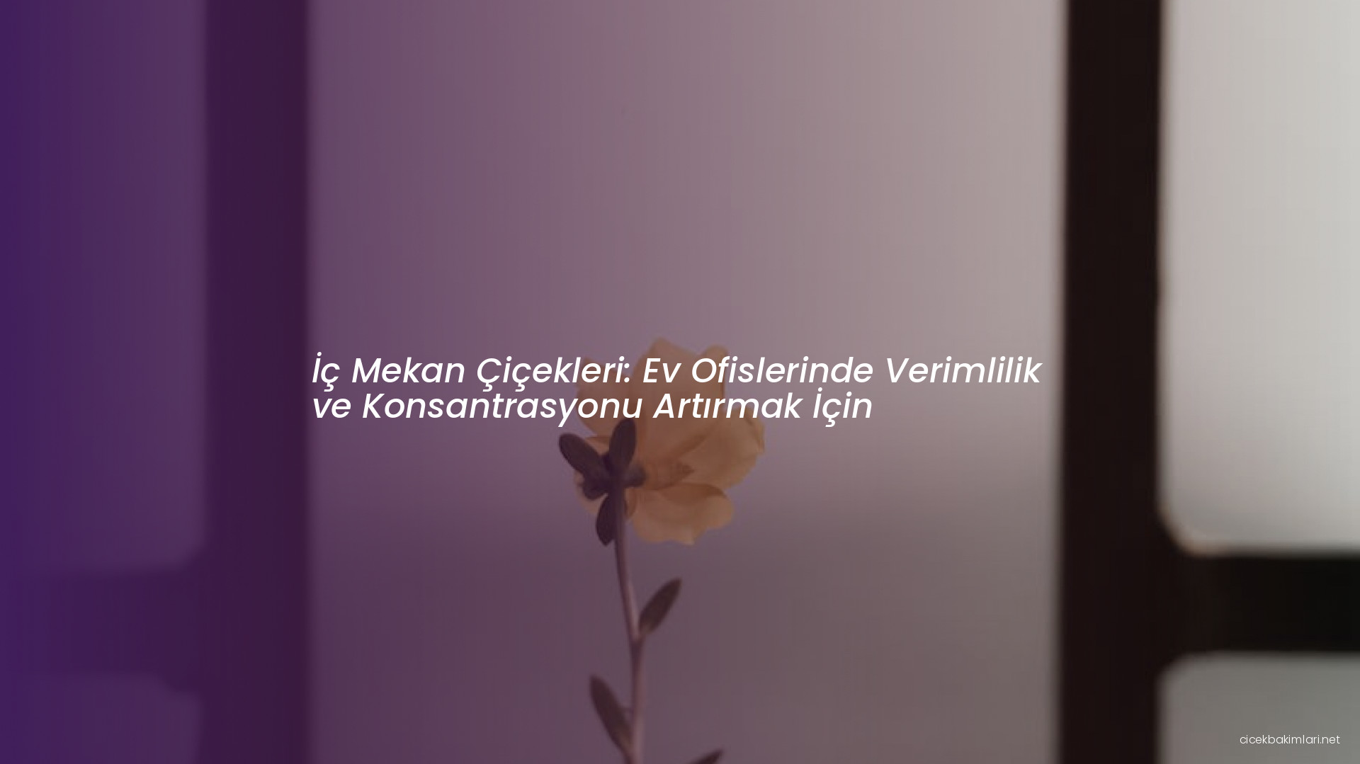 İç Mekan Çiçekleri: Ev Ofislerinde Verimlilik ve Konsantrasyonu Artırmak İçin