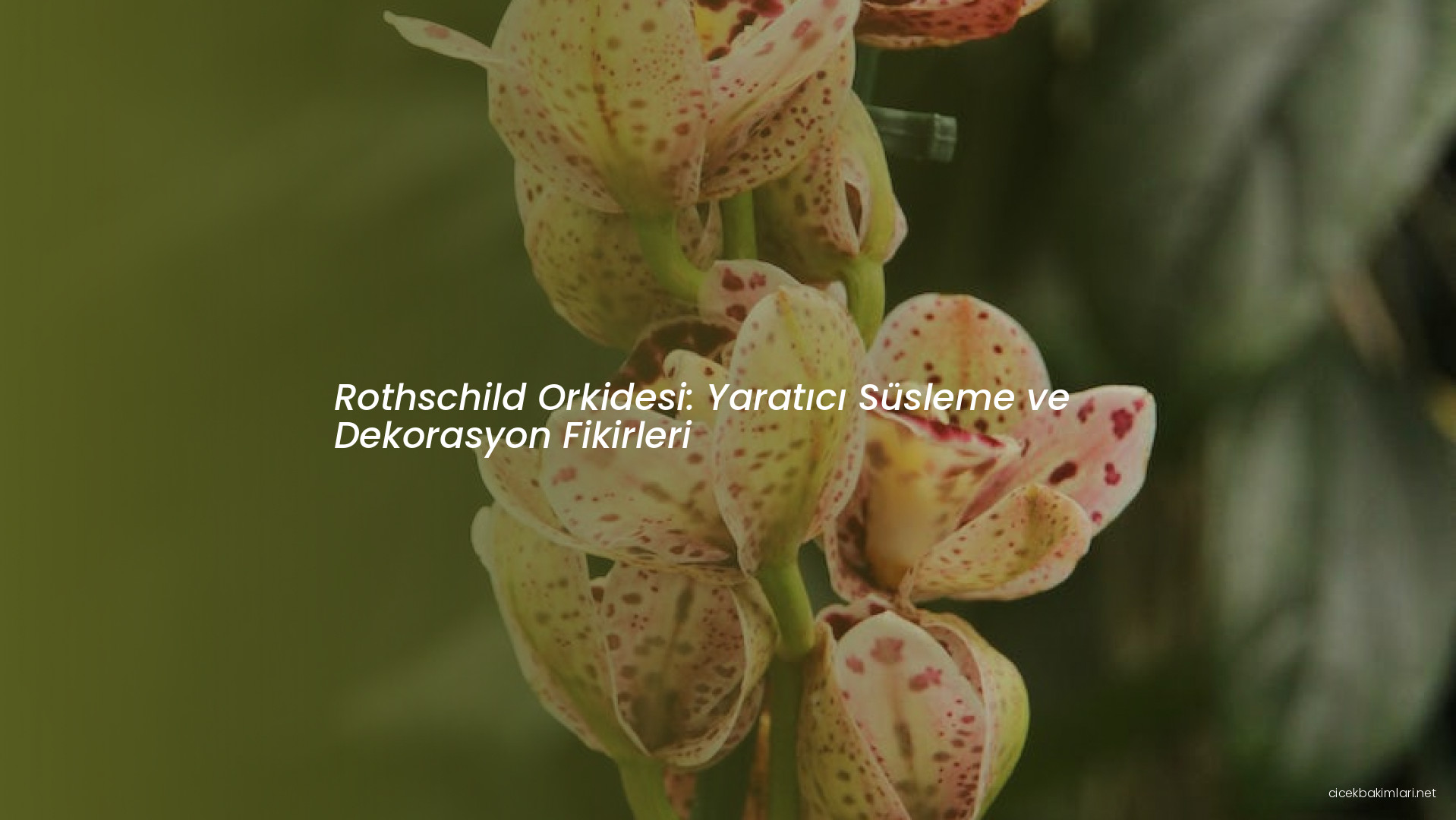 Rothschild Orkidesi: Yaratıcı Süsleme ve Dekorasyon Fikirleri