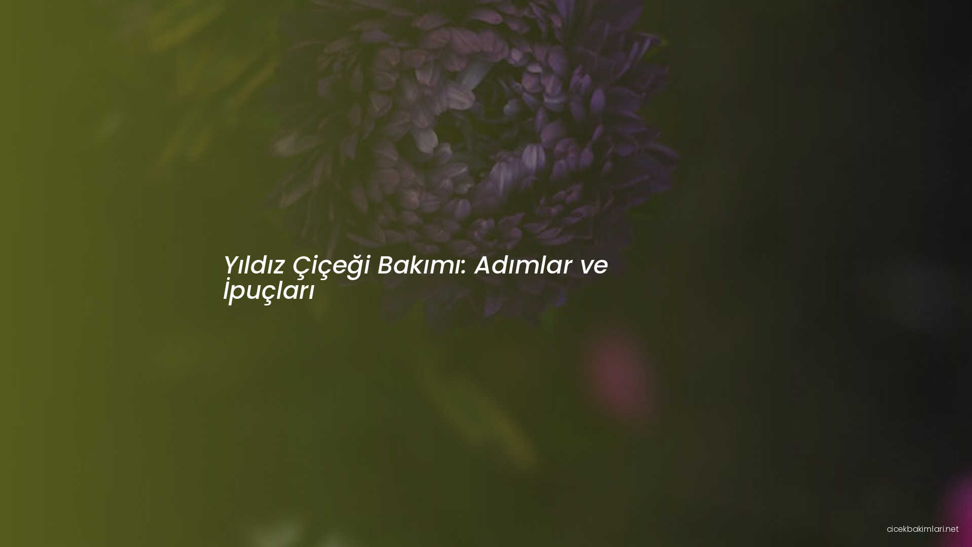 Yıldız Çiçeği Bakımı: Adımlar ve İpuçları