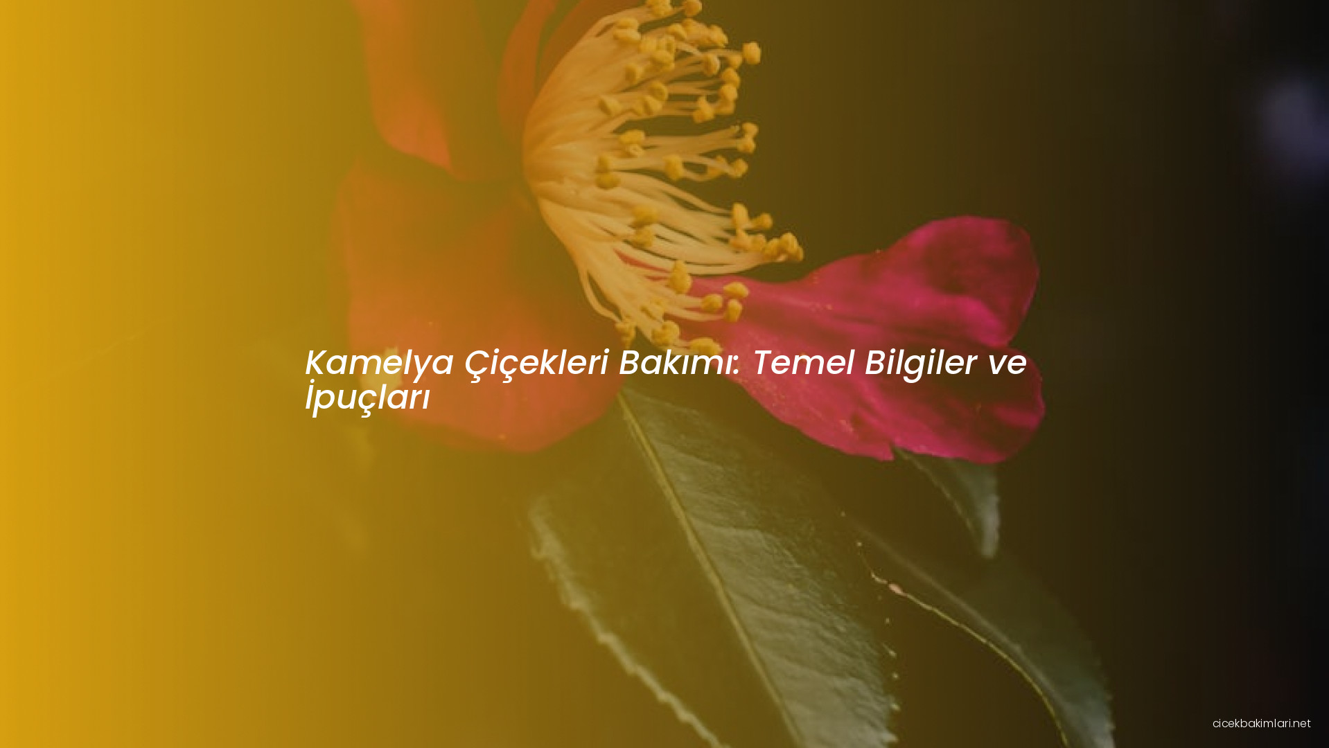 Kamelya Çiçekleri Bakımı: Temel Bilgiler ve İpuçları