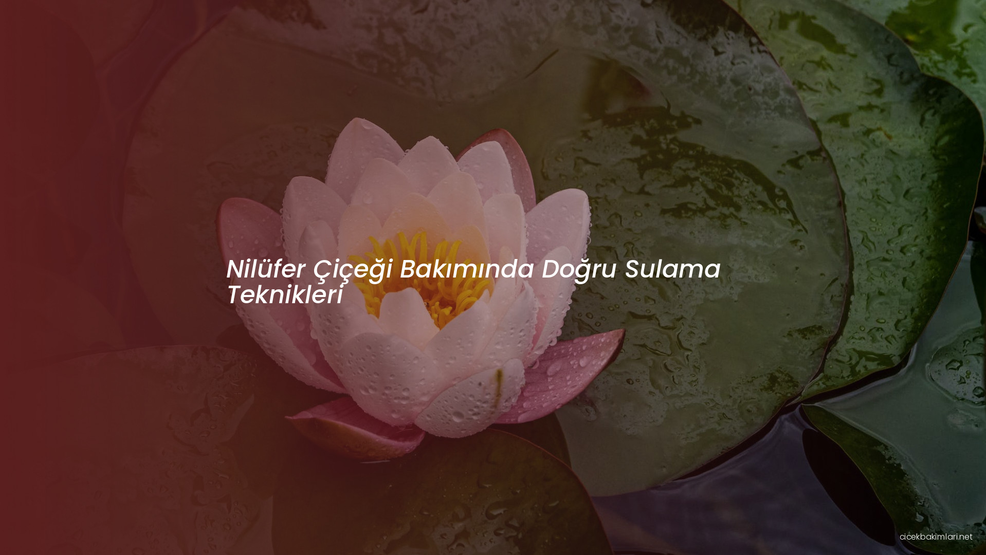 Nilüfer Çiçeği Bakımında Doğru Sulama Teknikleri