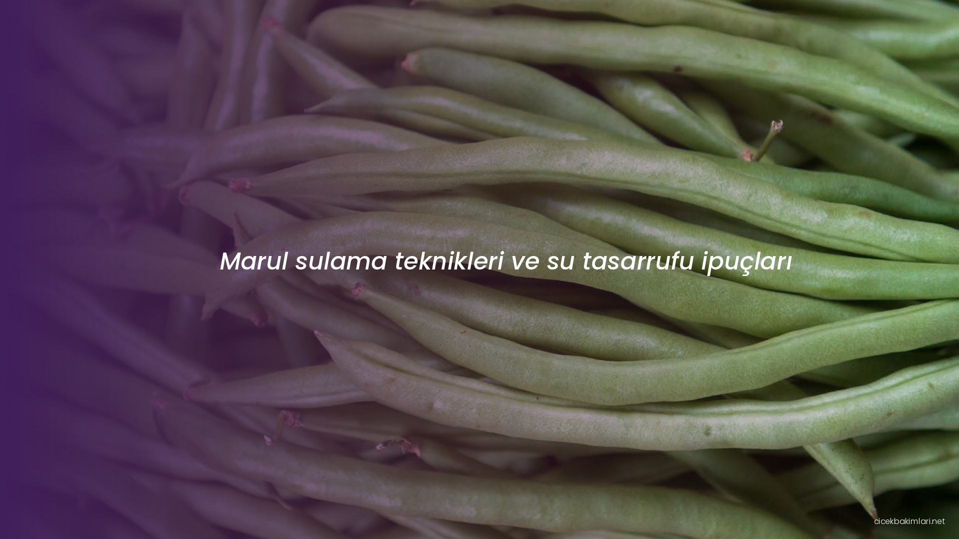 Marul sulama teknikleri ve su tasarrufu ipuçları