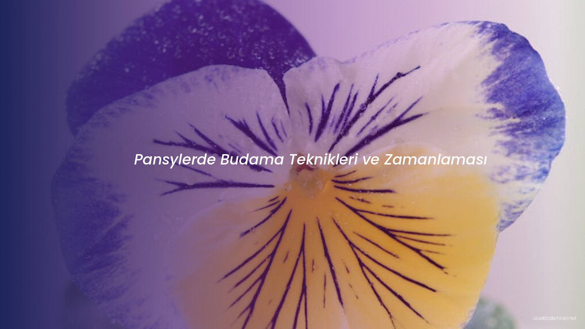 Pansylerde Budama Teknikleri ve Zamanlaması
