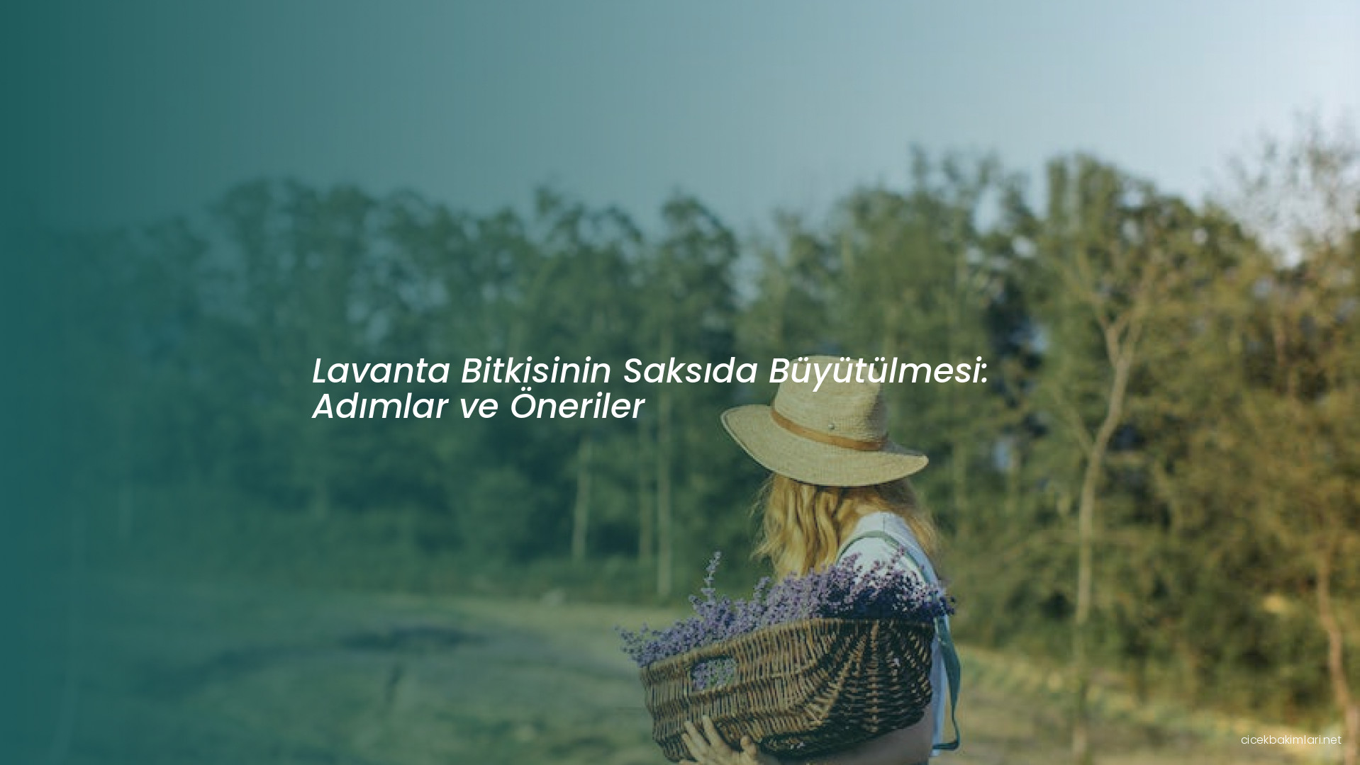 Lavanta Bitkisinin Saksıda Büyütülmesi: Adımlar ve Öneriler