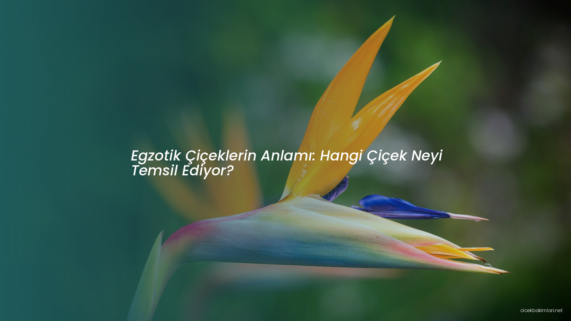 Egzotik Çiçeklerin Anlamı: Hangi Çiçek Neyi Temsil Ediyor?