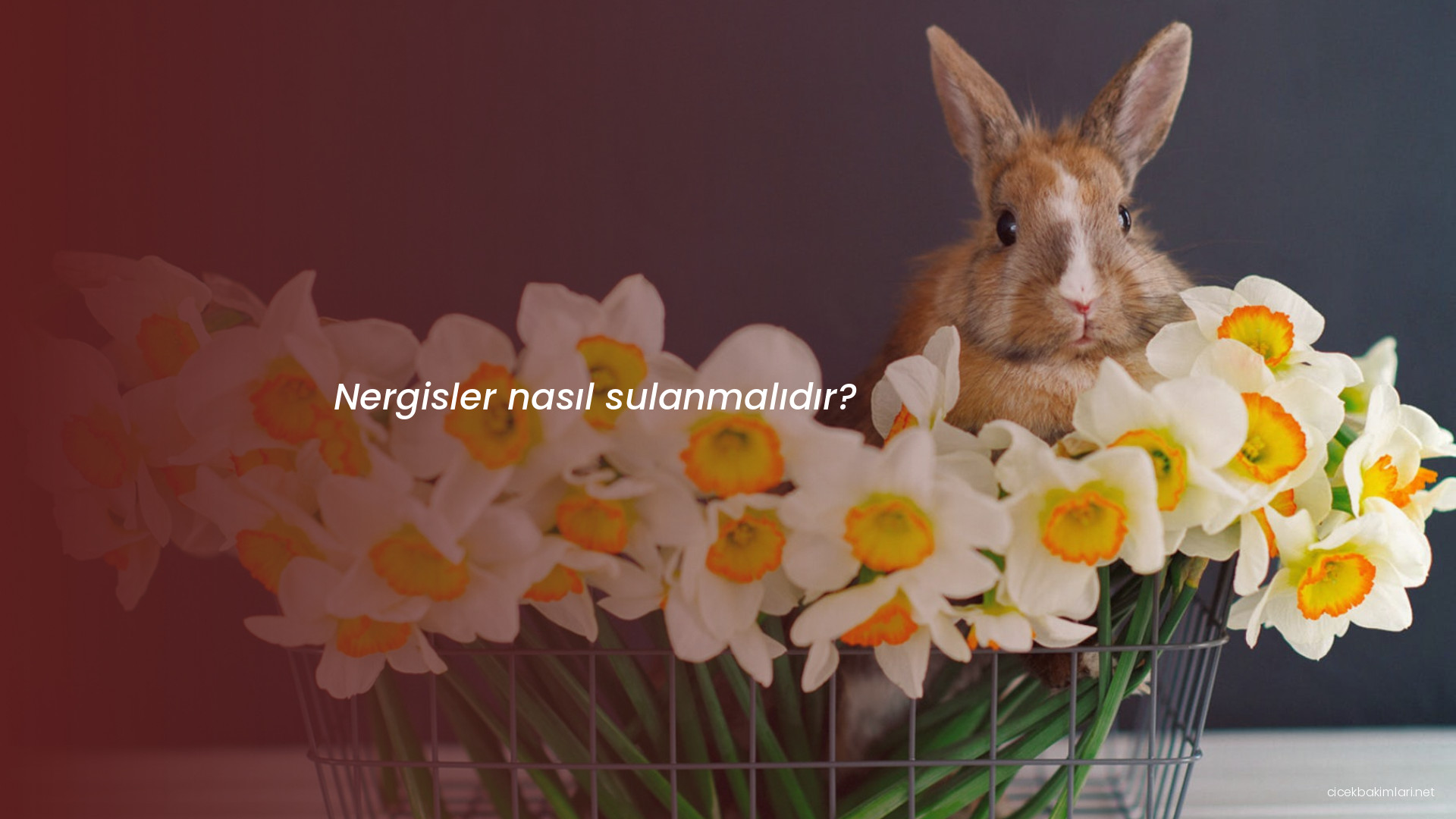 Nergisler nasıl sulanmalıdır?