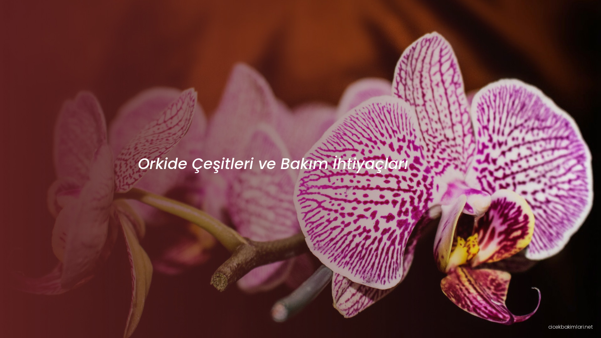 Orkide Çeşitleri ve Bakım İhtiyaçları