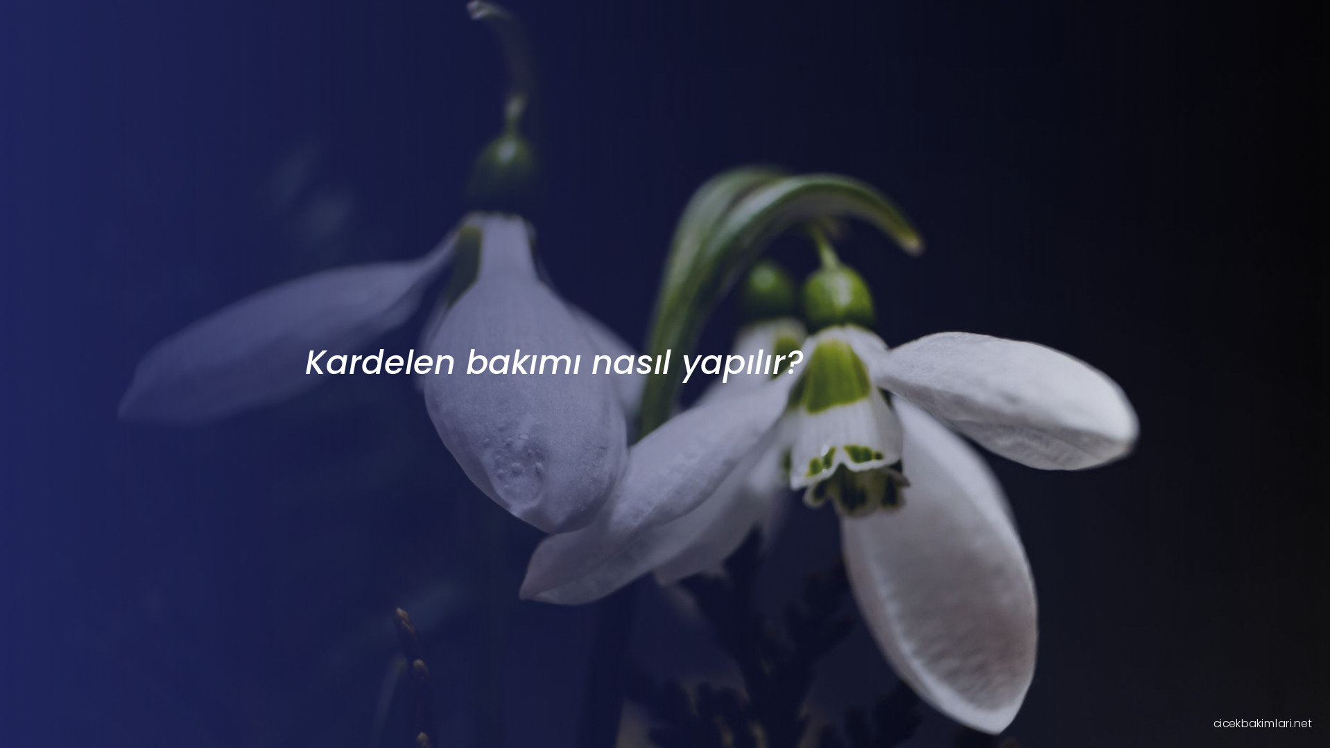 Kardelen bakımı nasıl yapılır?