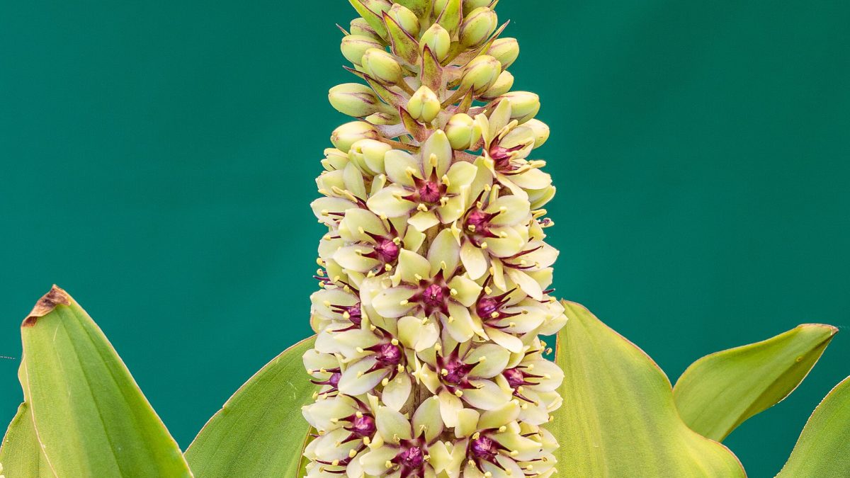 Ananas Çiçeği Bakımında Doğru Sulama Sıklığı ve Yöntemleri