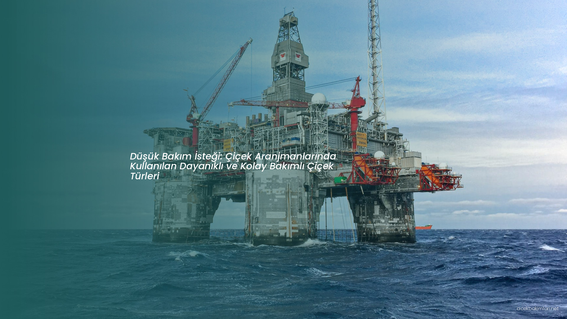 Düşük Bakım İsteği: Çiçek Aranjmanlarında Kullanılan Dayanıklı ve Kolay Bakımlı Çiçek Türleri