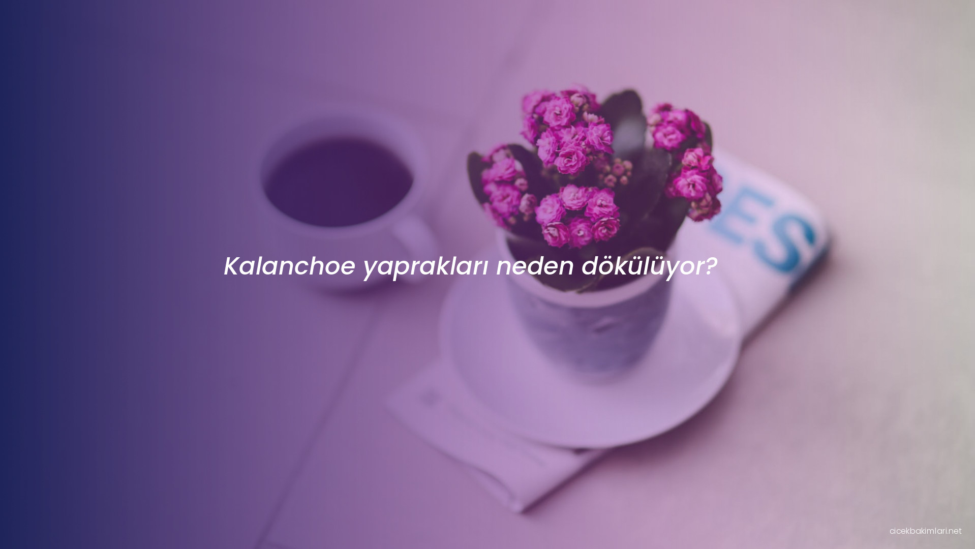 Kalanchoe yaprakları neden dökülüyor?