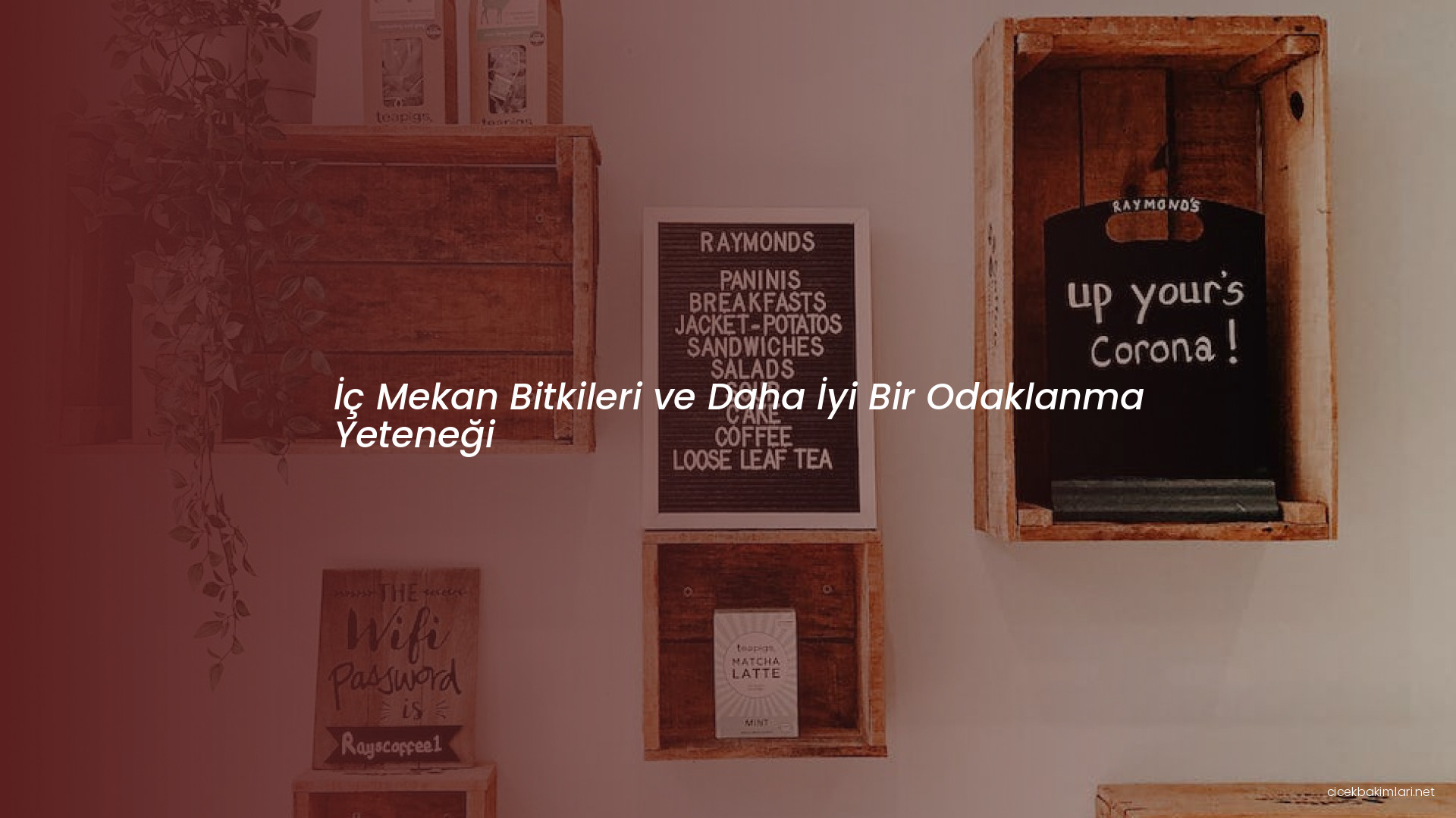 İç Mekan Bitkileri ve Daha İyi Bir Odaklanma Yeteneği