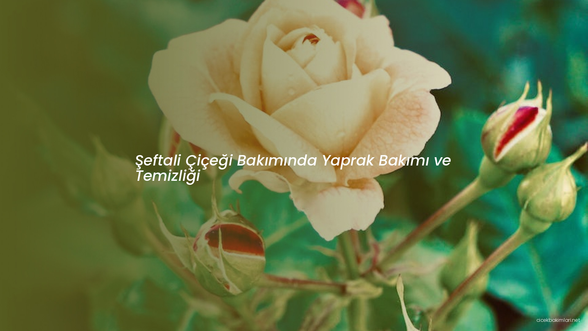 Şeftali Çiçeği Bakımında Yaprak Bakımı ve Temizliği
