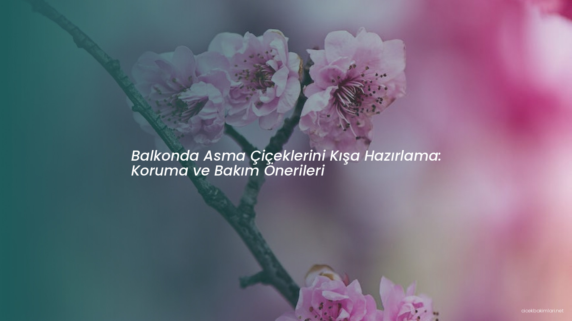 Balkonda Asma Çiçeklerini Kışa Hazırlama: Koruma ve Bakım Önerileri