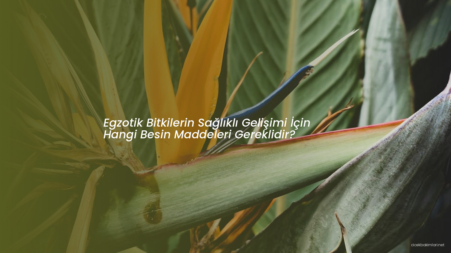 Egzotik Bitkilerin Sağlıklı Gelişimi İçin Hangi Besin Maddeleri Gereklidir?